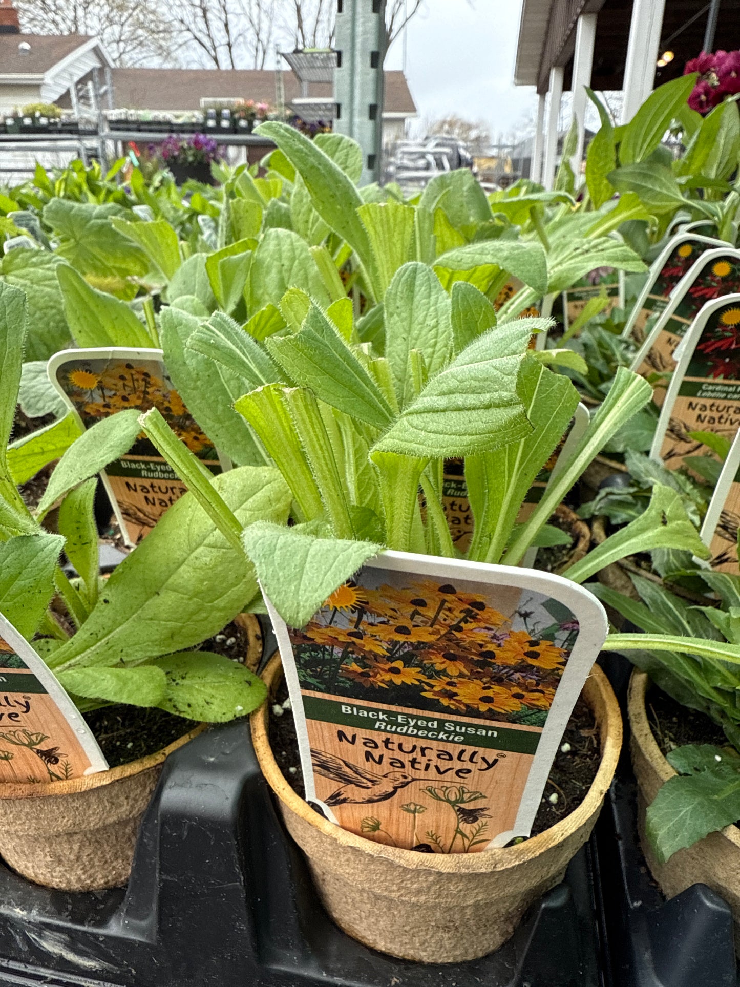 Black Eyed Susan 'Rudbeckia Hirta'