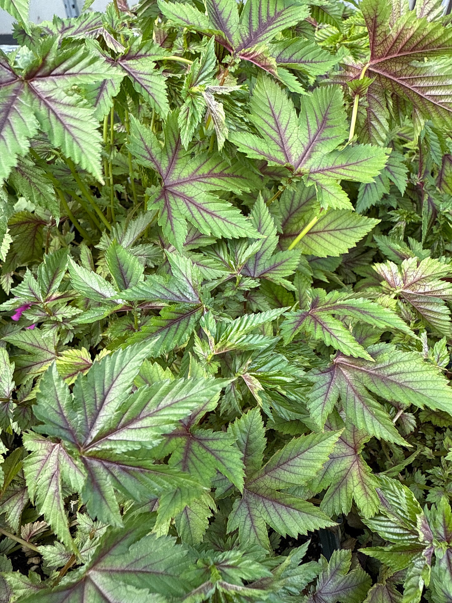 1 Gal Meadowsweet (Filipendula)