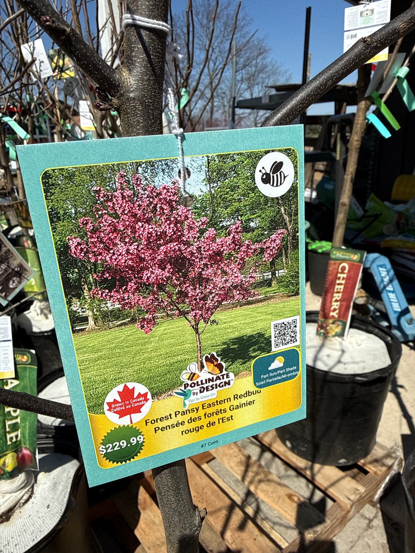Forest Pansy Redbud - 7 Gal