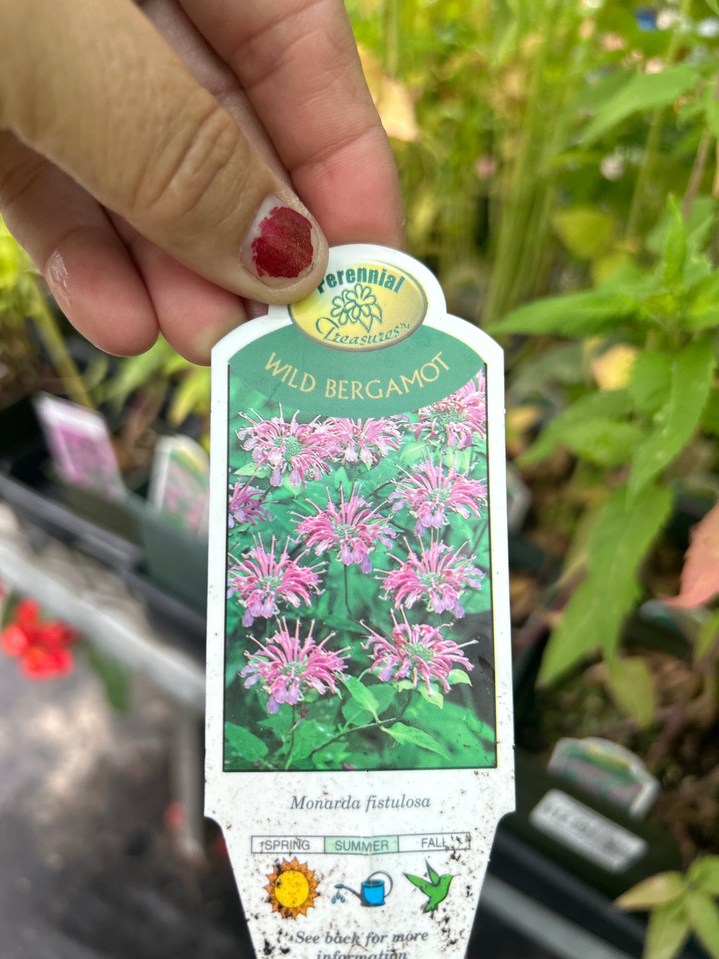 1 Gal Monarda Fistulosa 'Wild Bergamot' Bee balm
