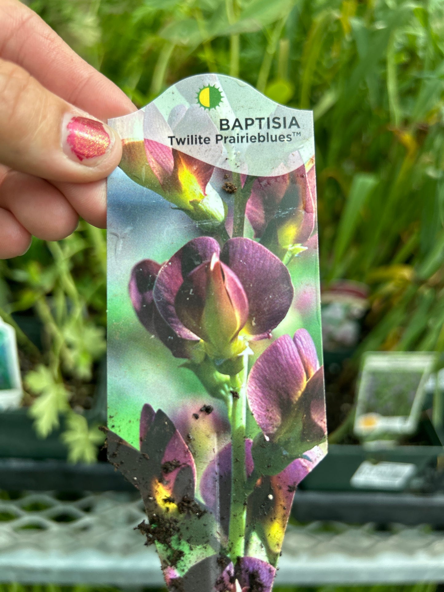 1 Gal False Indigo 'Baptisia Twilite Praireblues'