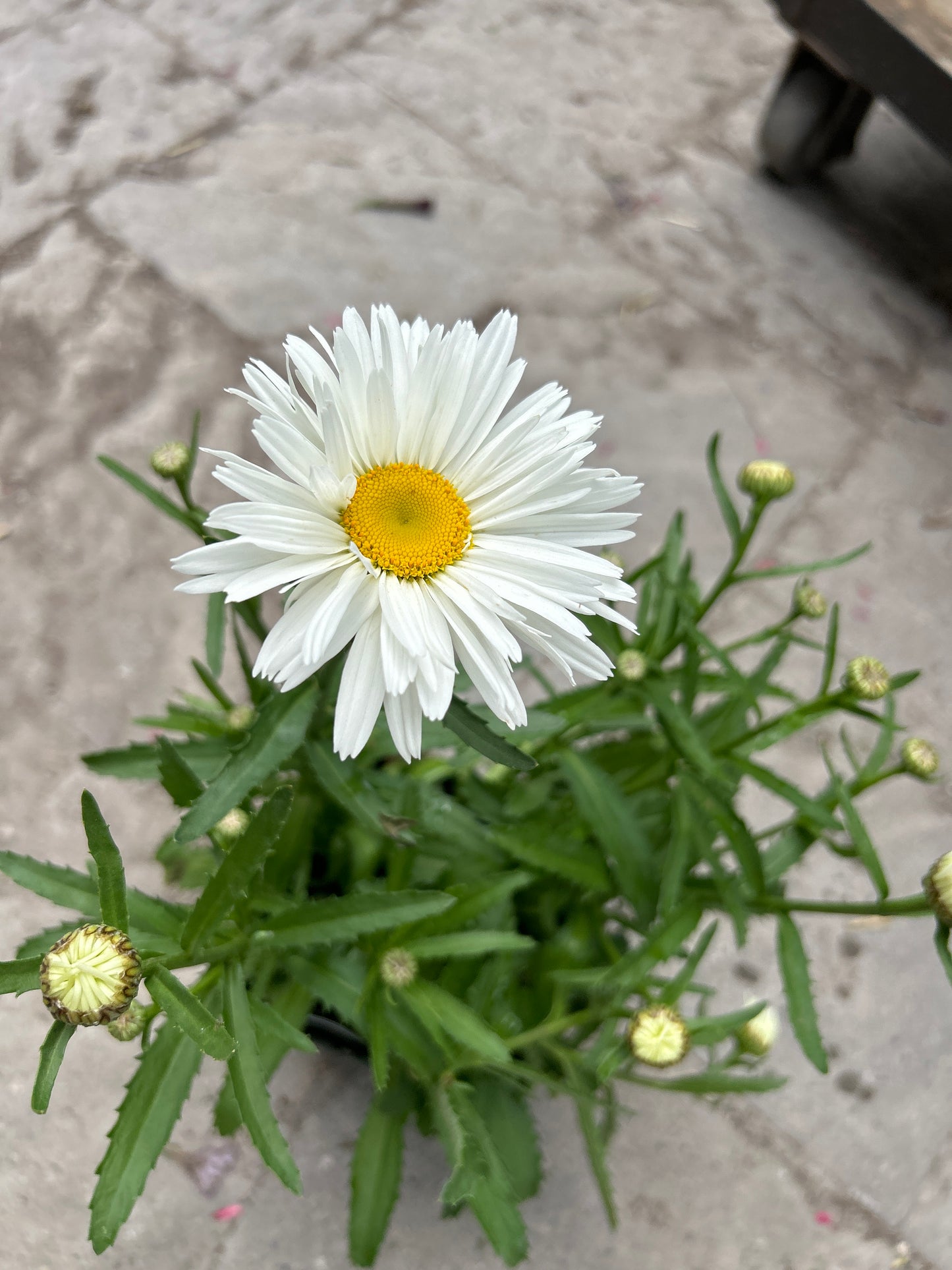 1 Gal Leucanthemum (Shasta Daisy)
