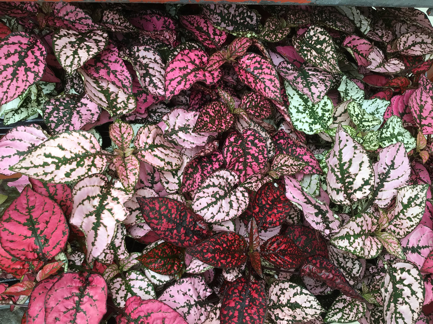 4" Polka Dot Plant 'Hypoestes'