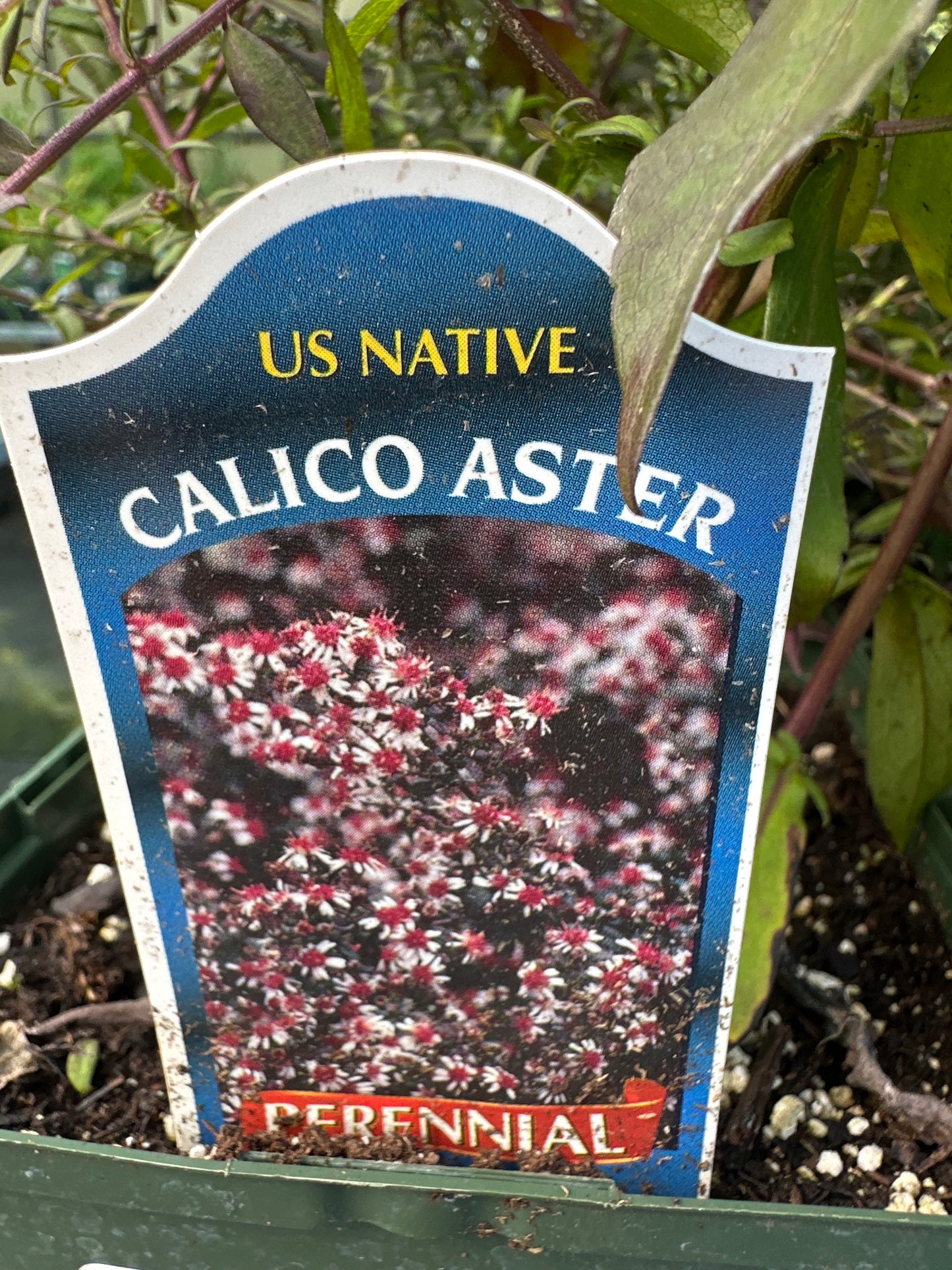 Aster 'Lateriflorus' Lady in Black