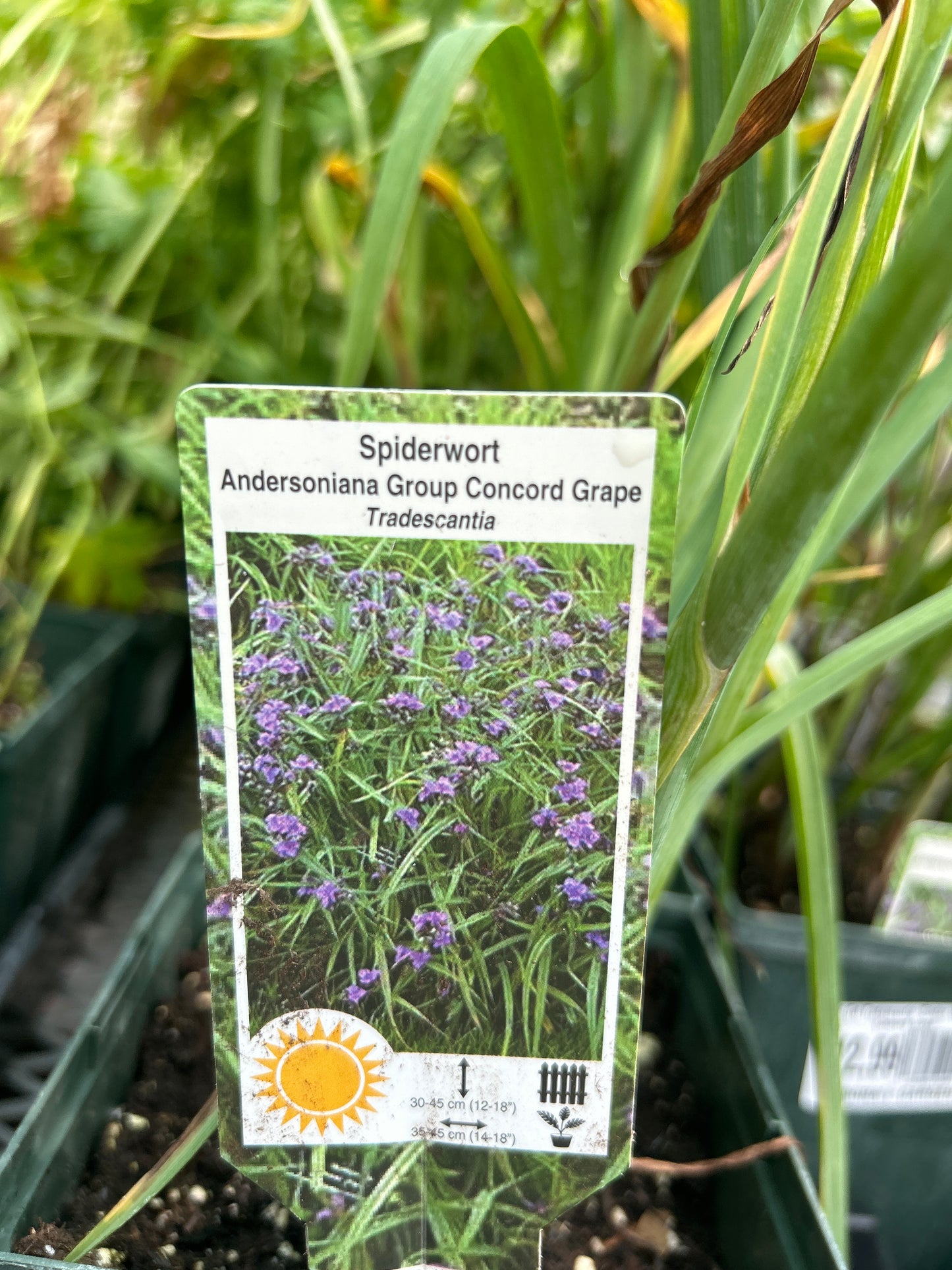 1 Gal Tradescantia 'Spider Wort' Concord Grape