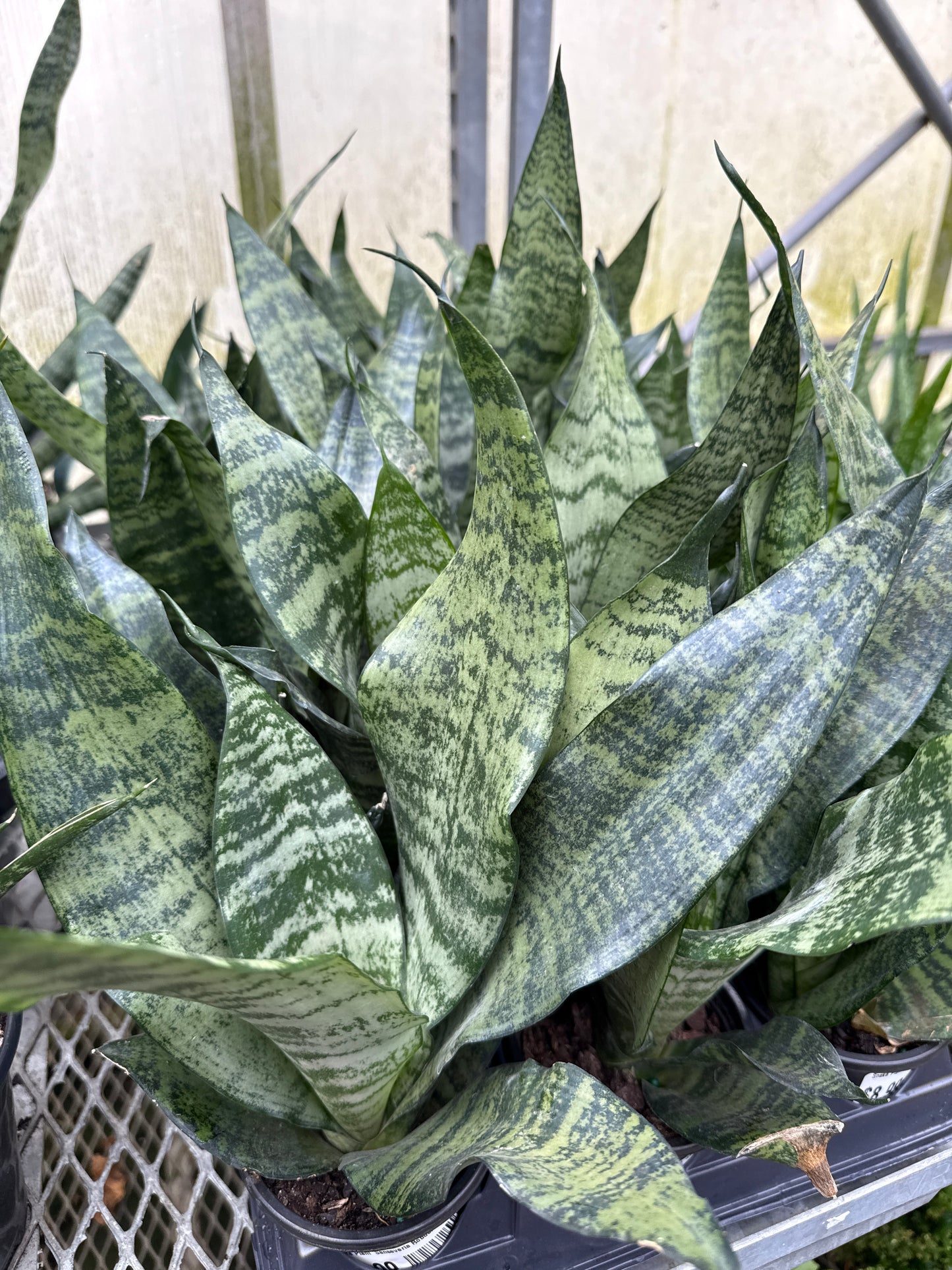 Snake Plant 'Sanseveria Robusta'