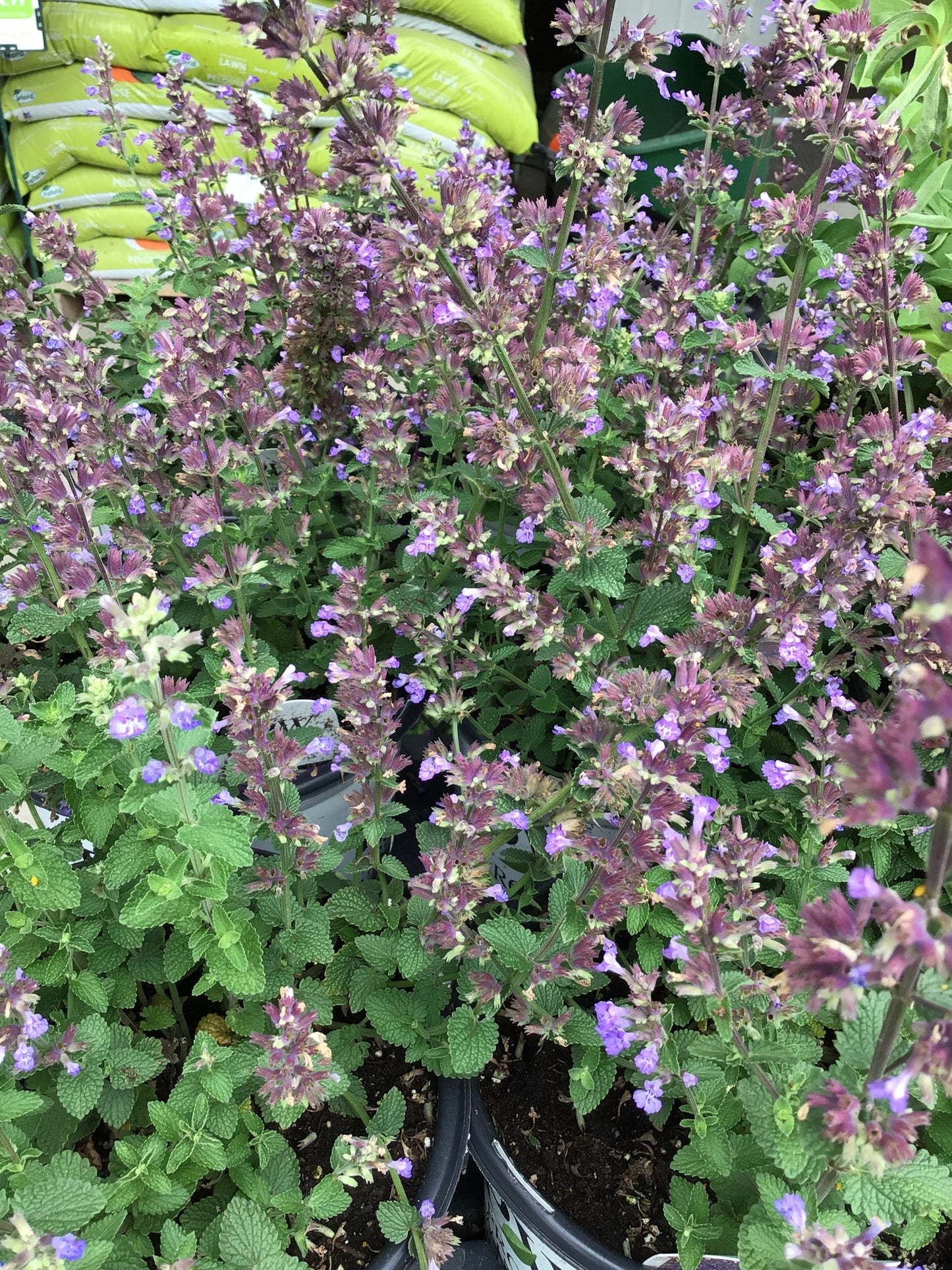 1 gal Catmint (Nepeta)