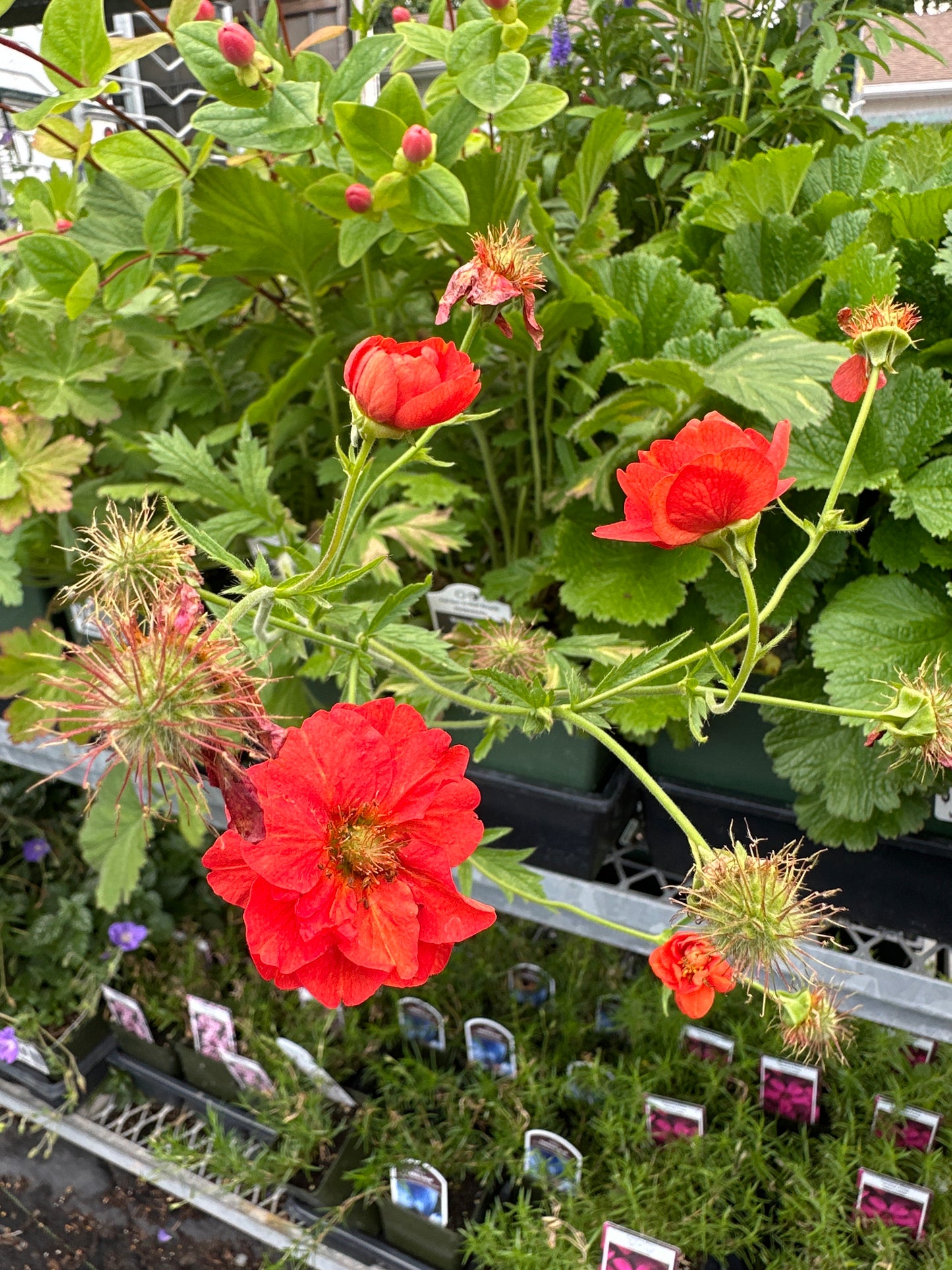 1 Gal 'Geum'