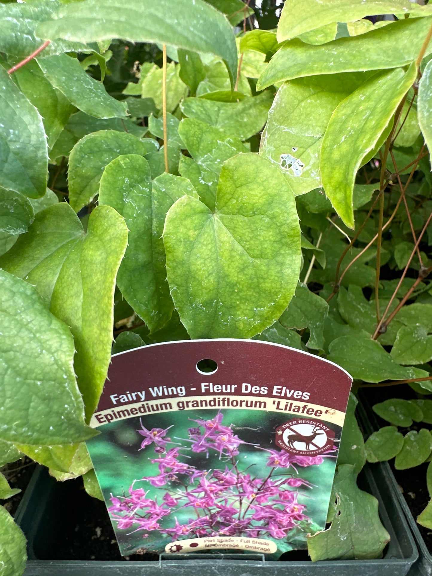 Barrenwort 'Epimedium'