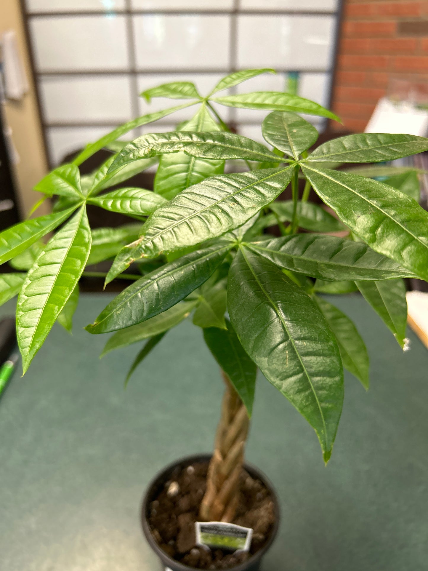 4" Money Tree