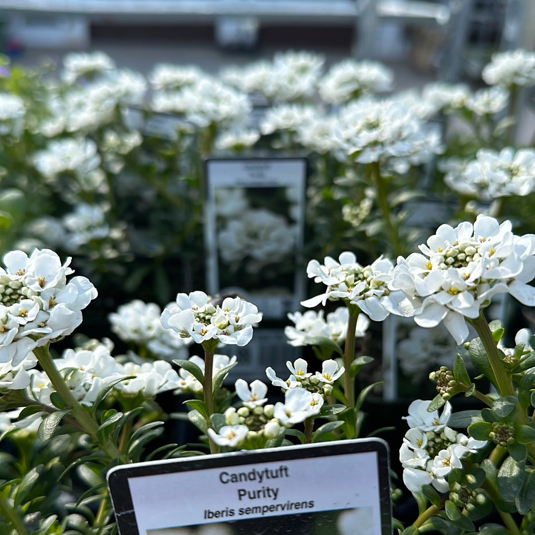 4" Candytuft (Iberis)