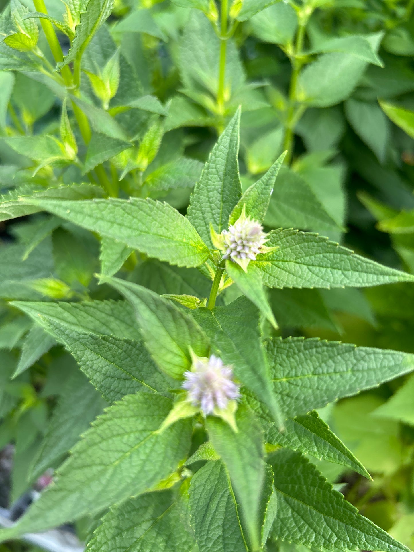 1 Gal Agastache (Hyssop)