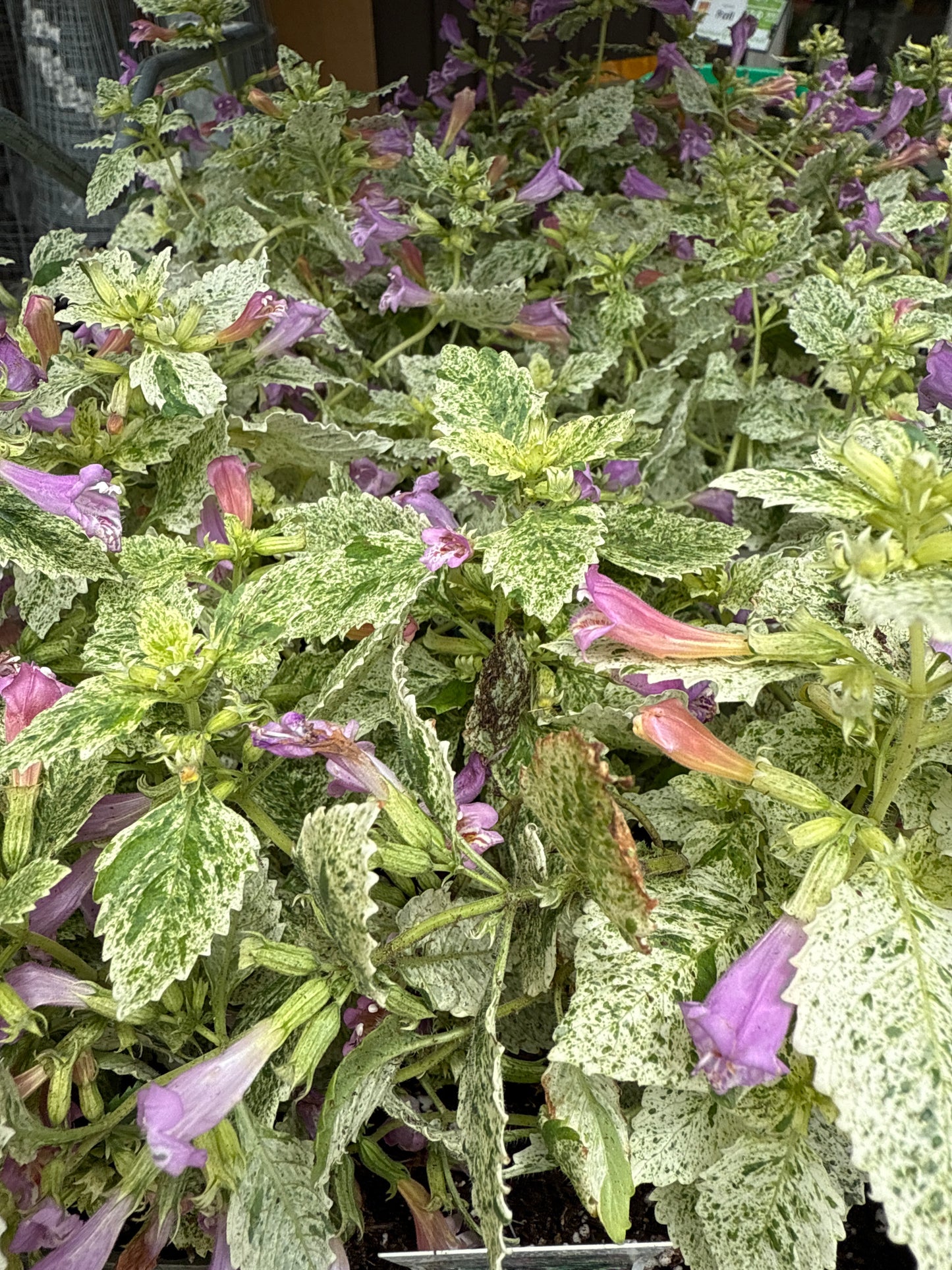4" Calamintha 'Calamint' Variegata
