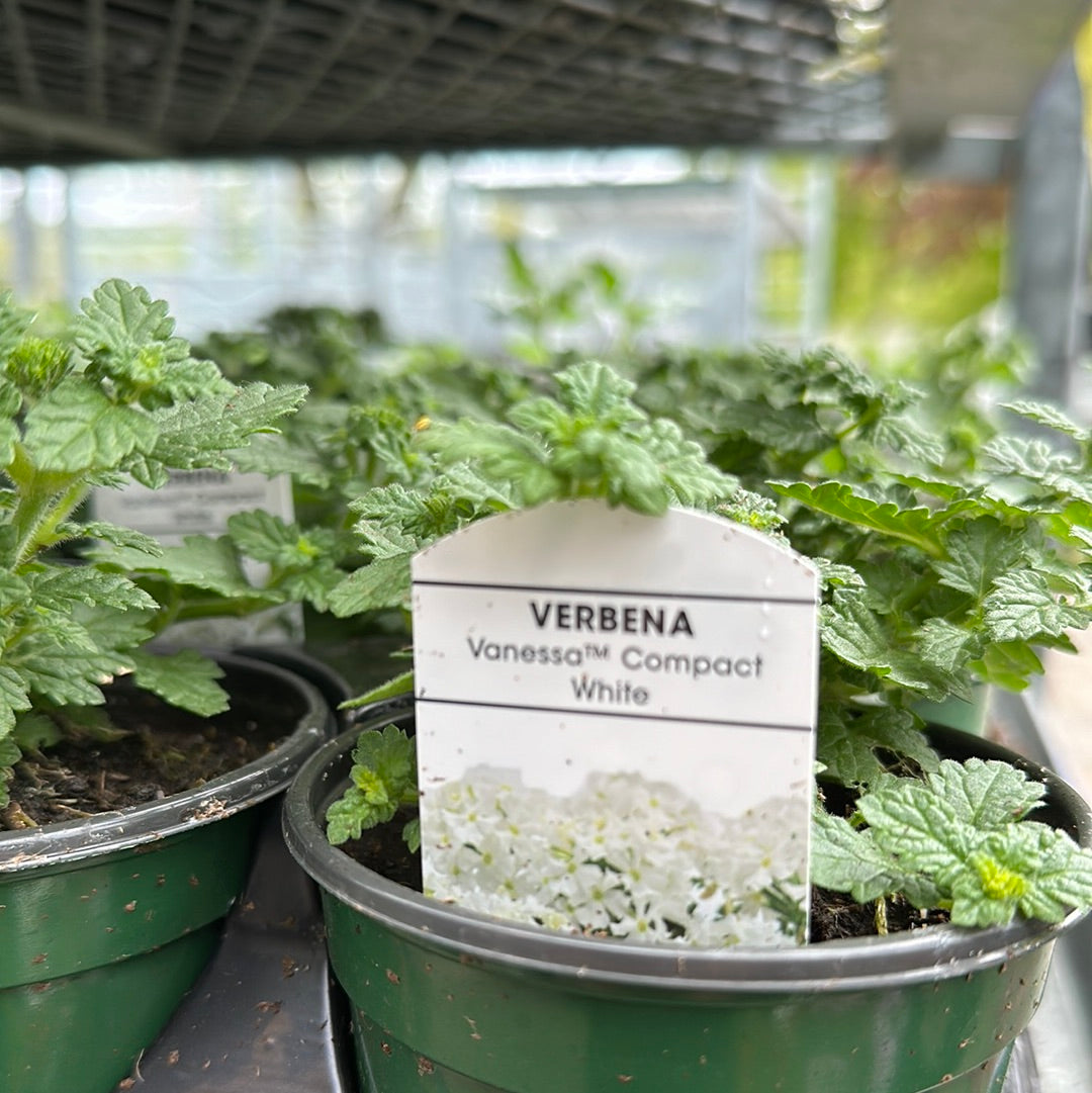 4" Verbena