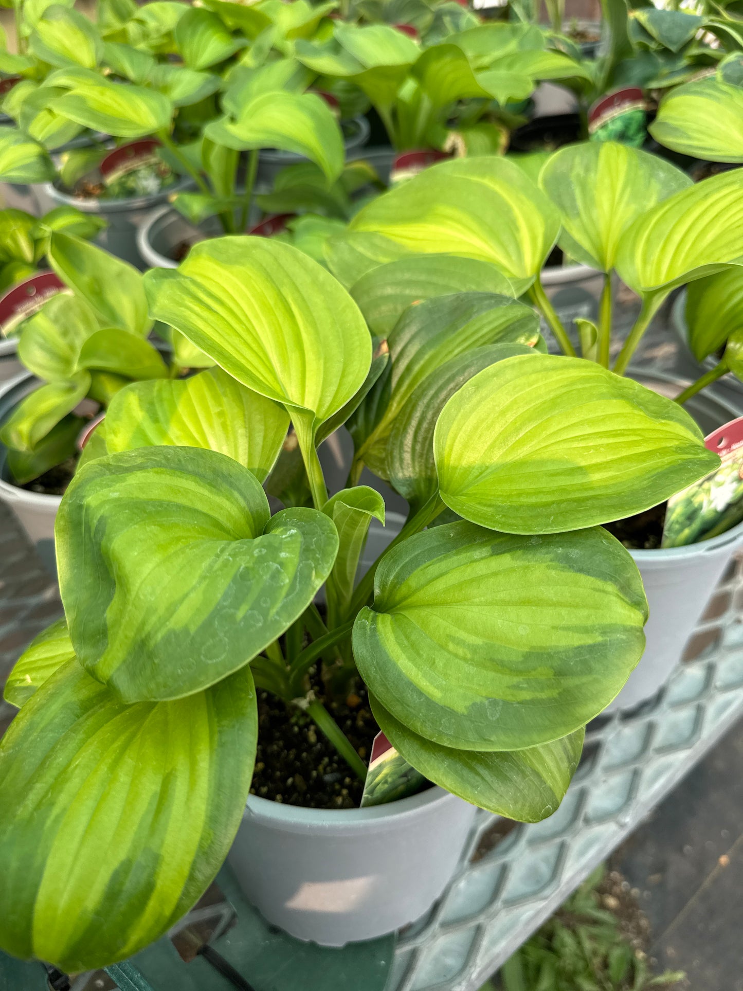 1 Gal Hosta 'Avacado'