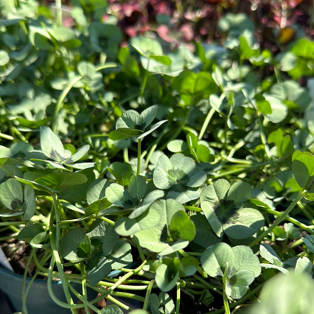 4.5" Clover 'Trifolium Repens