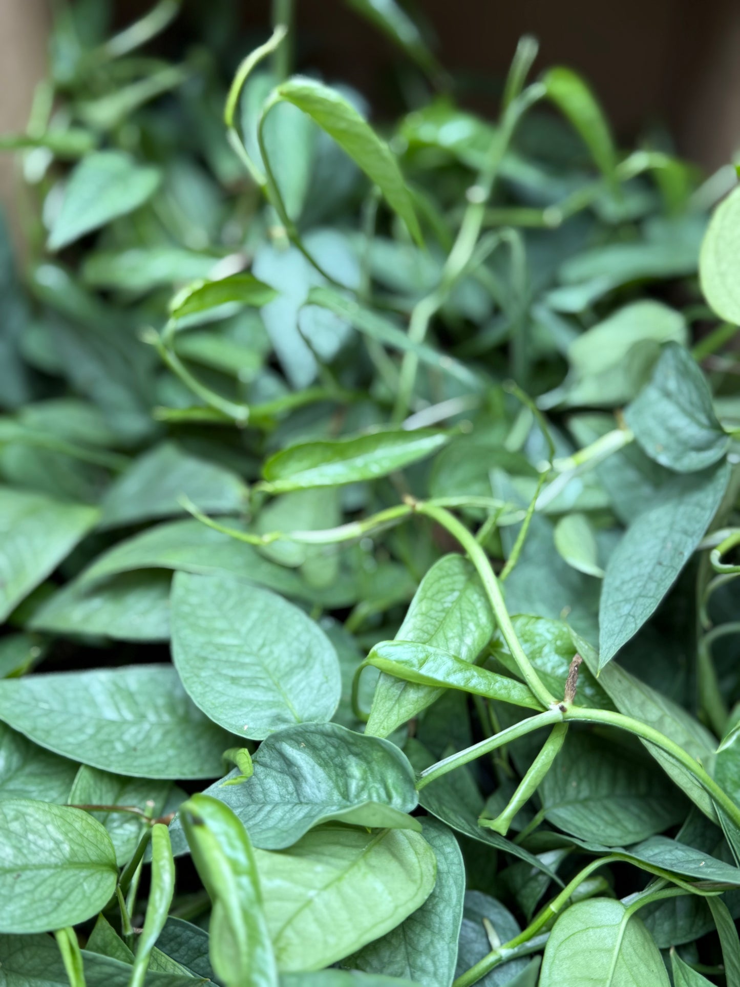 Pothos 'Baltic Blue'