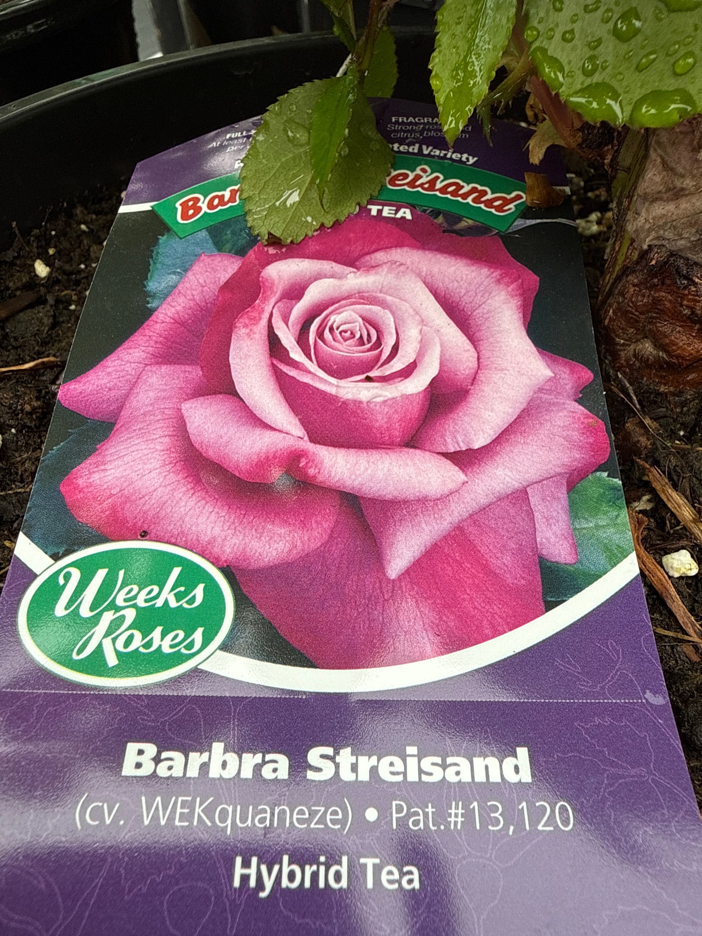 Weeks Roses 'Barbra Streisand'