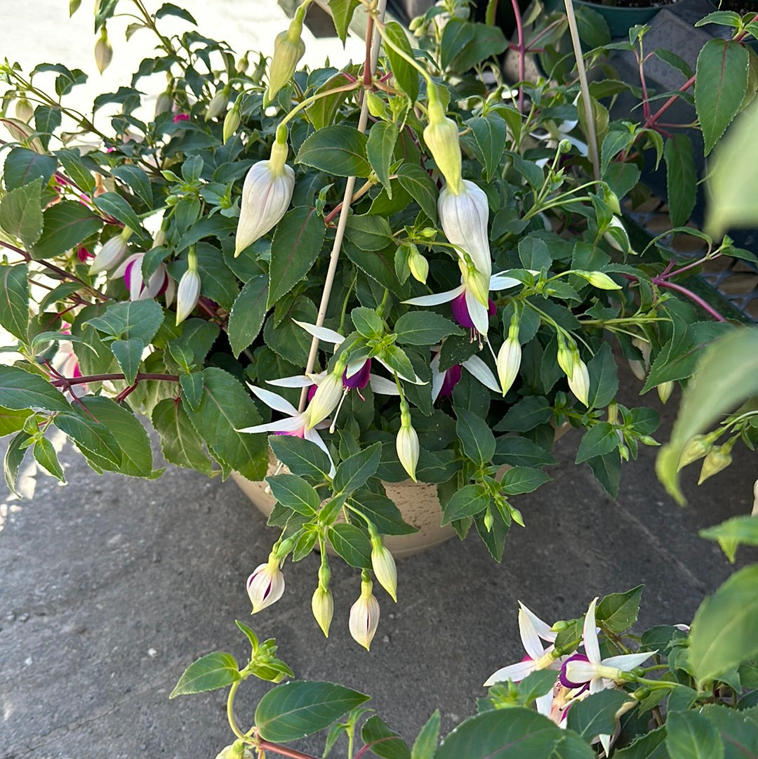 11" Fuchsia Hanging Baskets