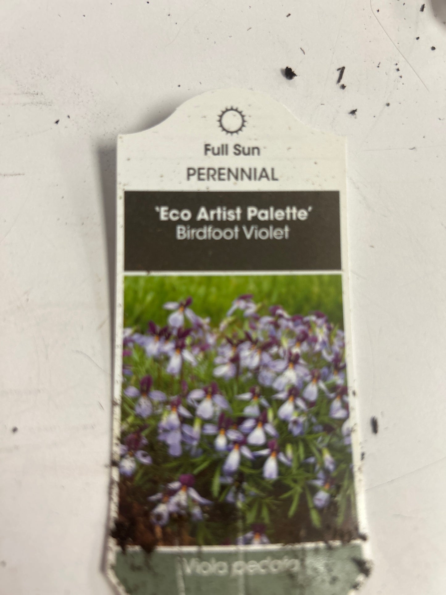 Viola Pedata Viola Eco Artist Palette