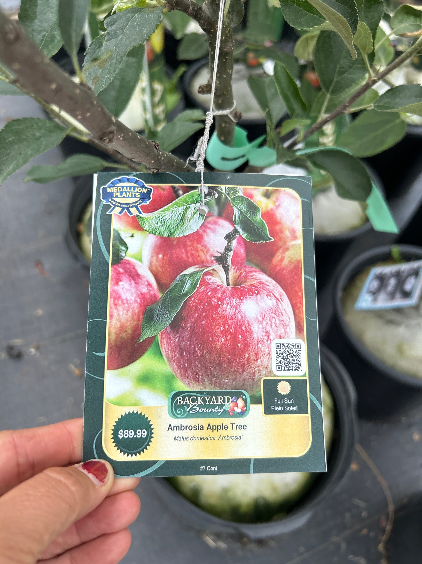 Apple Trees