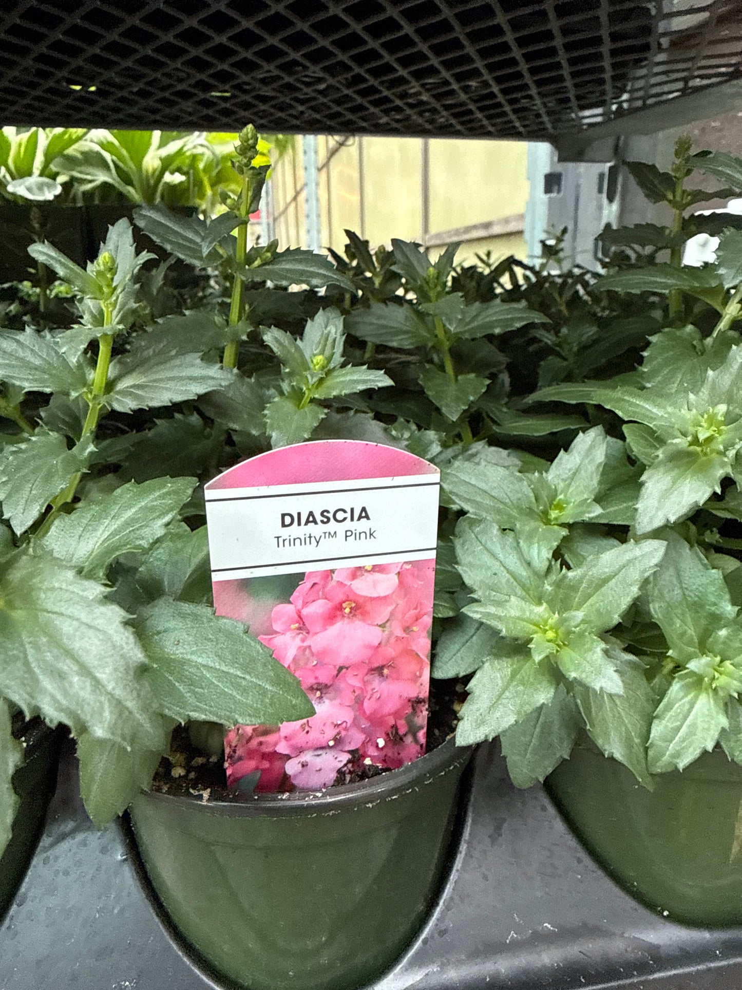 4” Diascia