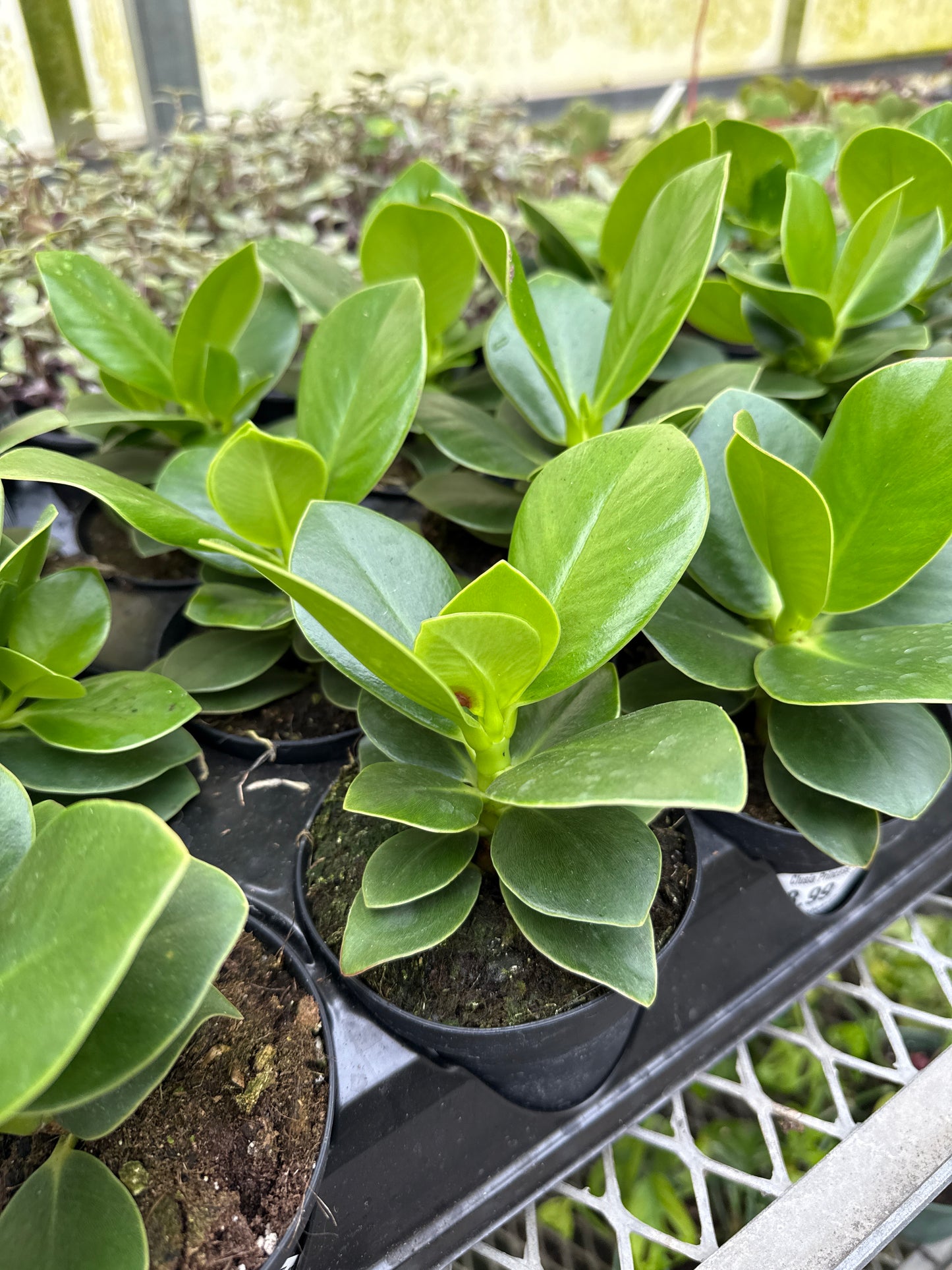 Clusia Princess 'Autograph Tree'