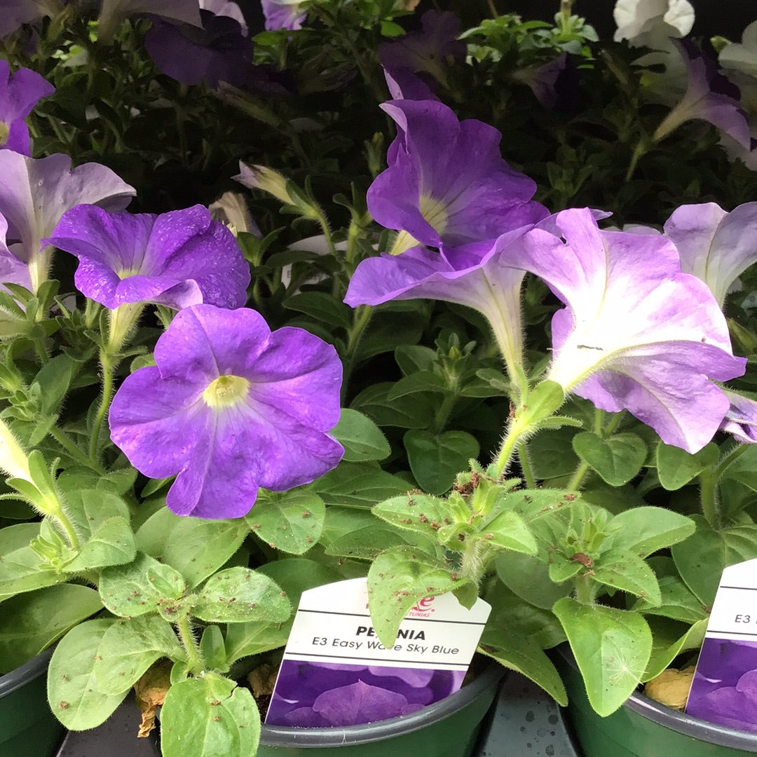 4" Wave Petunia
