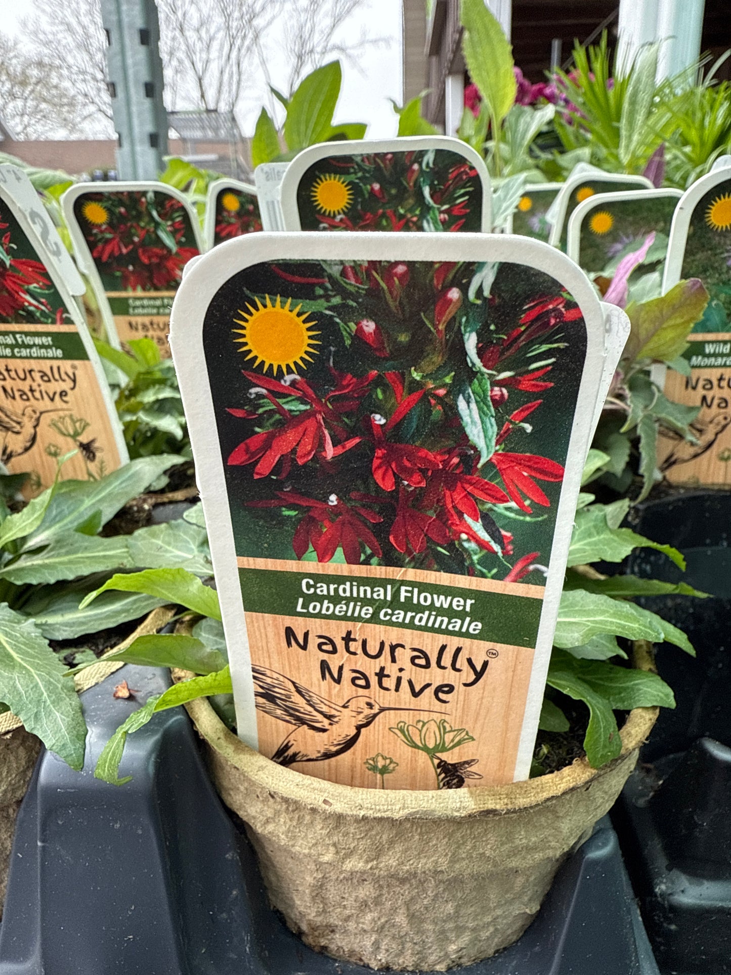 4" Cardinal Flower 'Lobelia Cardinalis'
