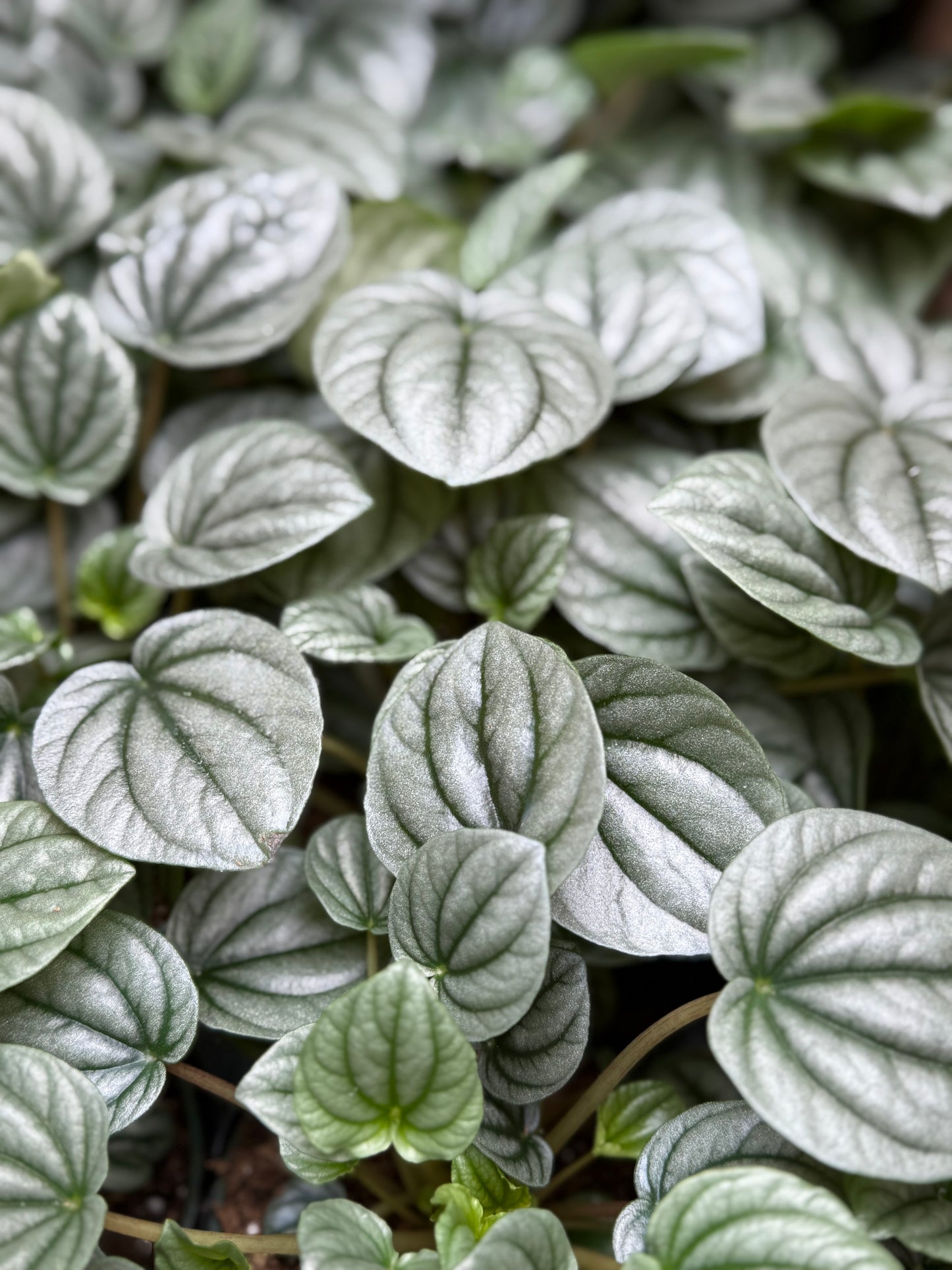 Peperomia 'Frost'