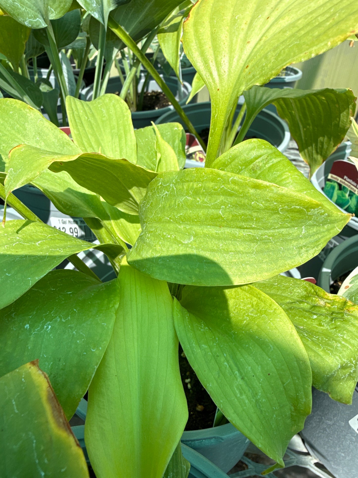 Hosta 'Tortilla Chip'