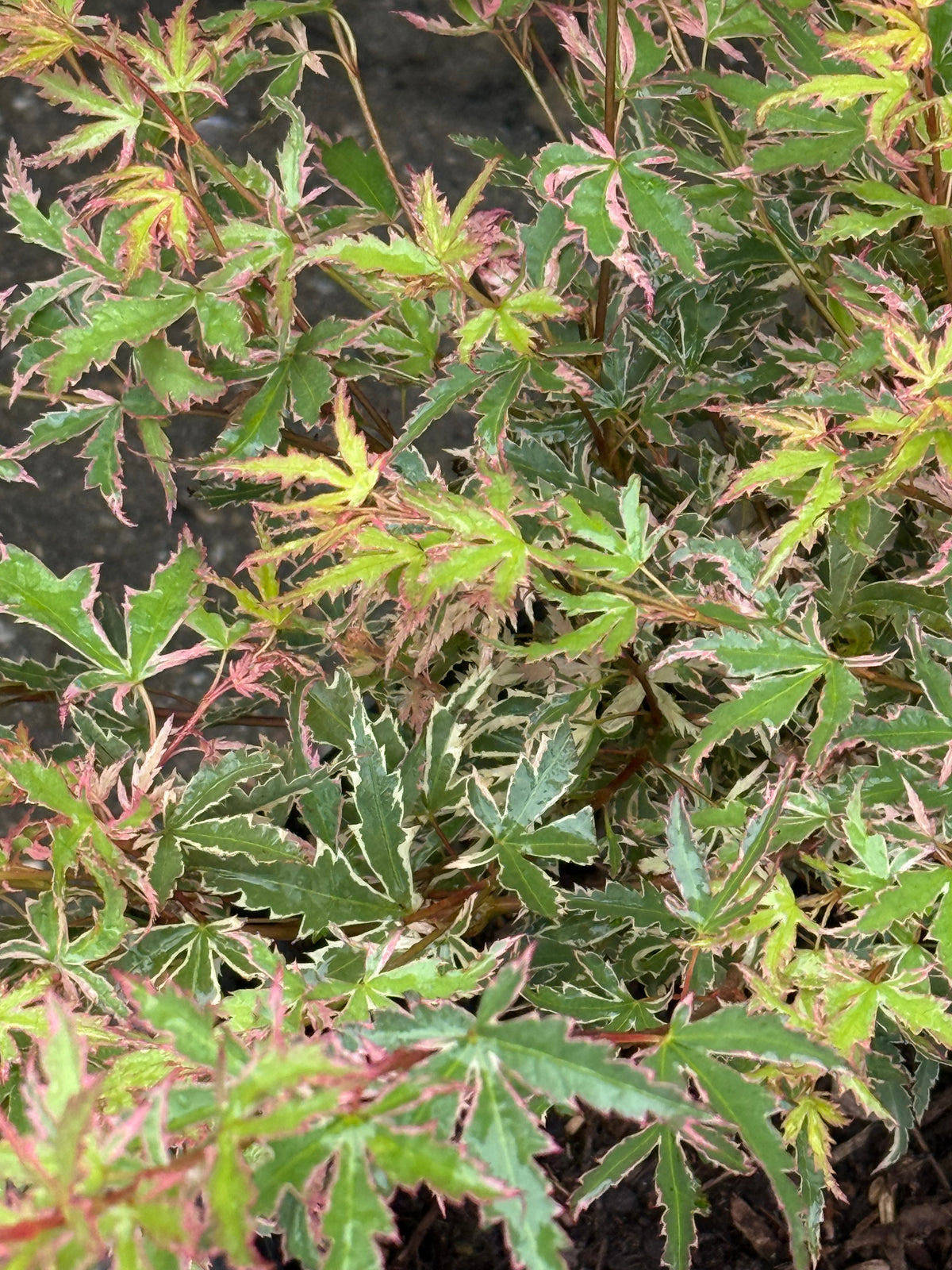 Butterfly Japanese Maple