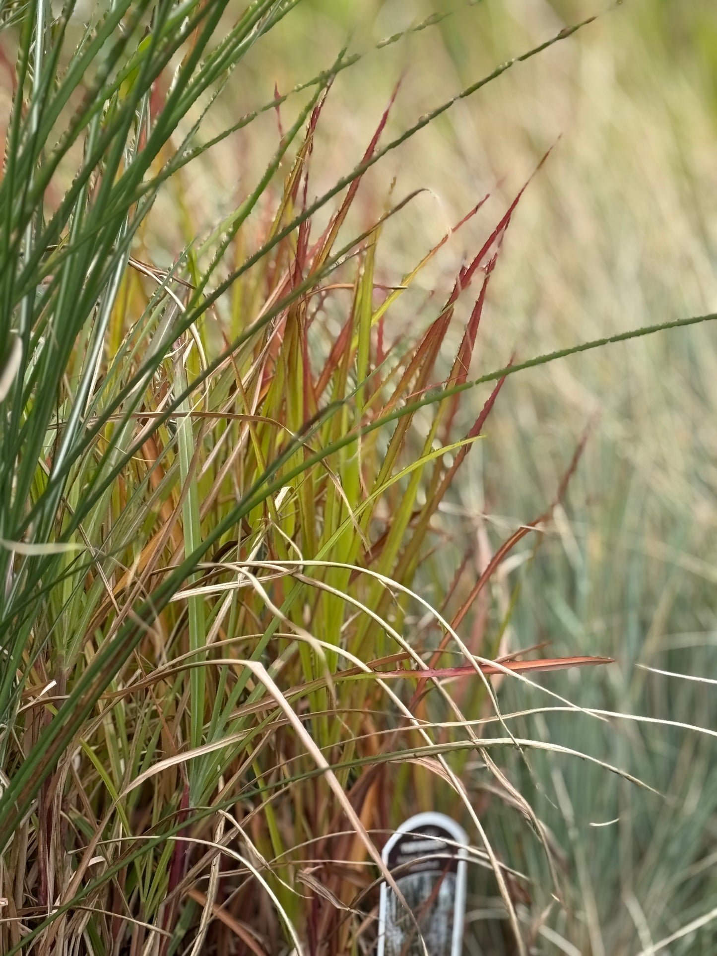 Autumn Flame Grass 'Miscanthus Purpurascens'