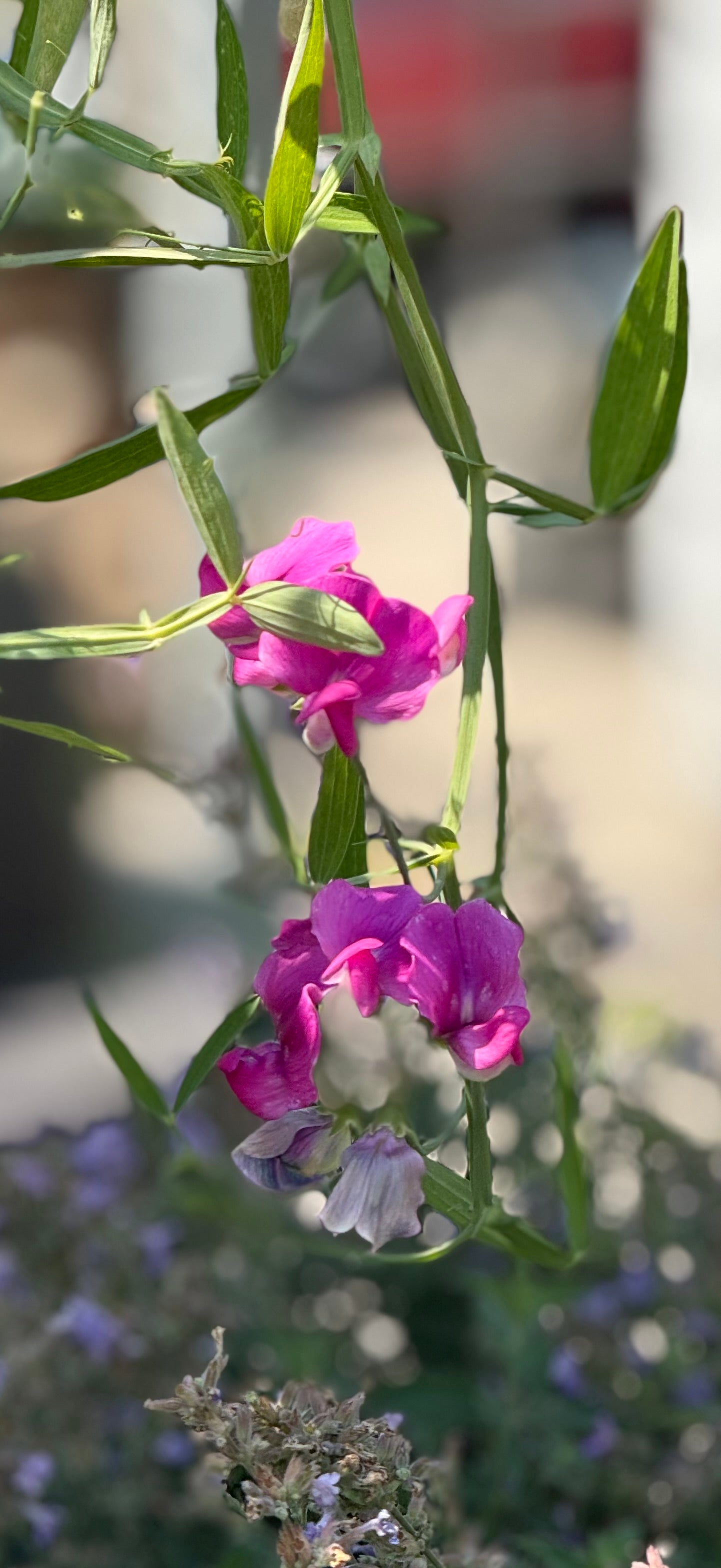 4" Lathyrus 'Sweet Pea'