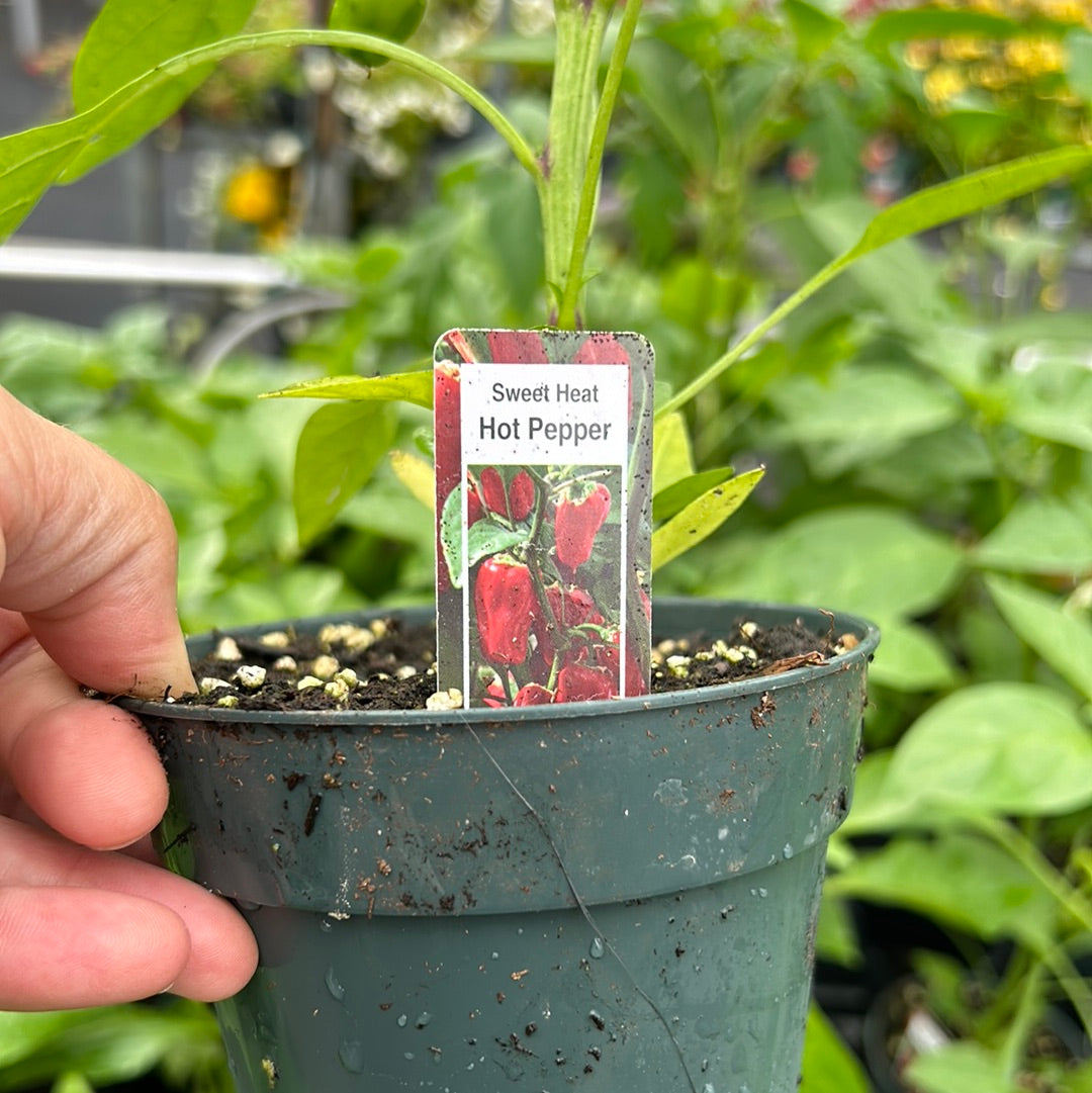 4" Hot Peppers