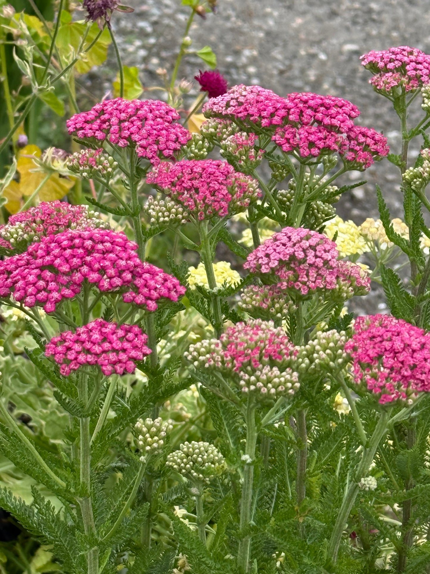 1 Gal Yarrow (Achillea)