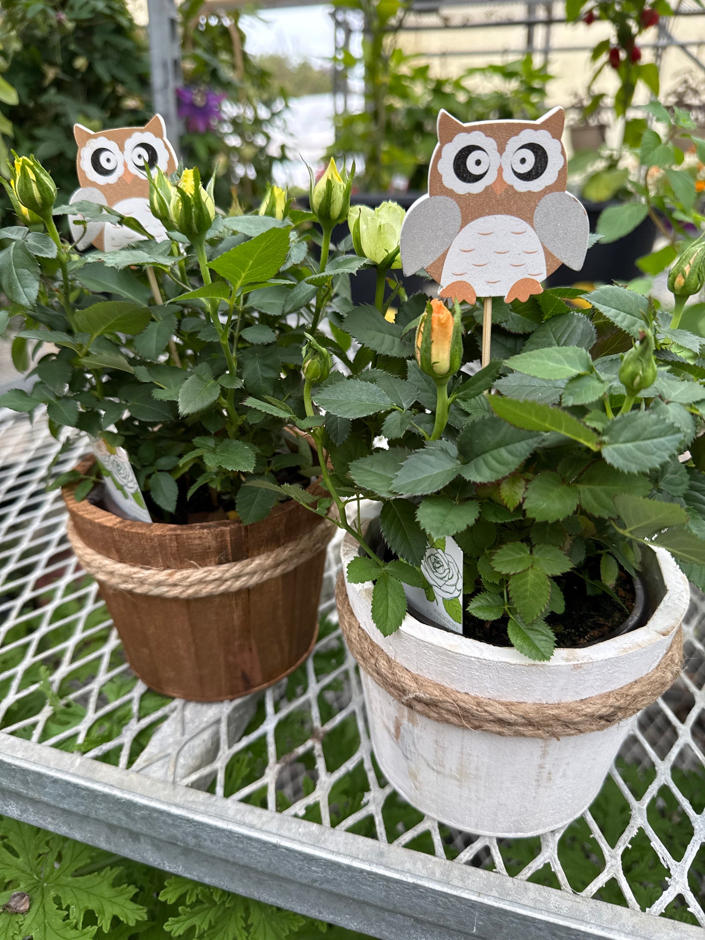 4" Woodsy Bucket with Owl