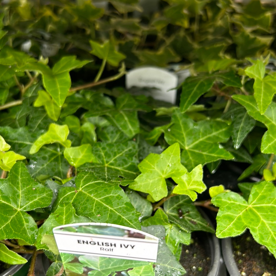 4" Ivy (Annual)