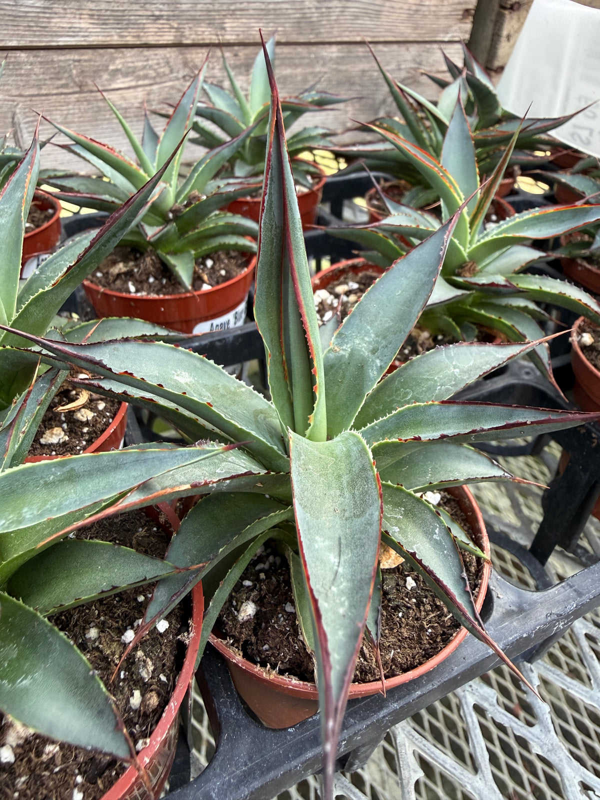Agave 'Blue Glow'