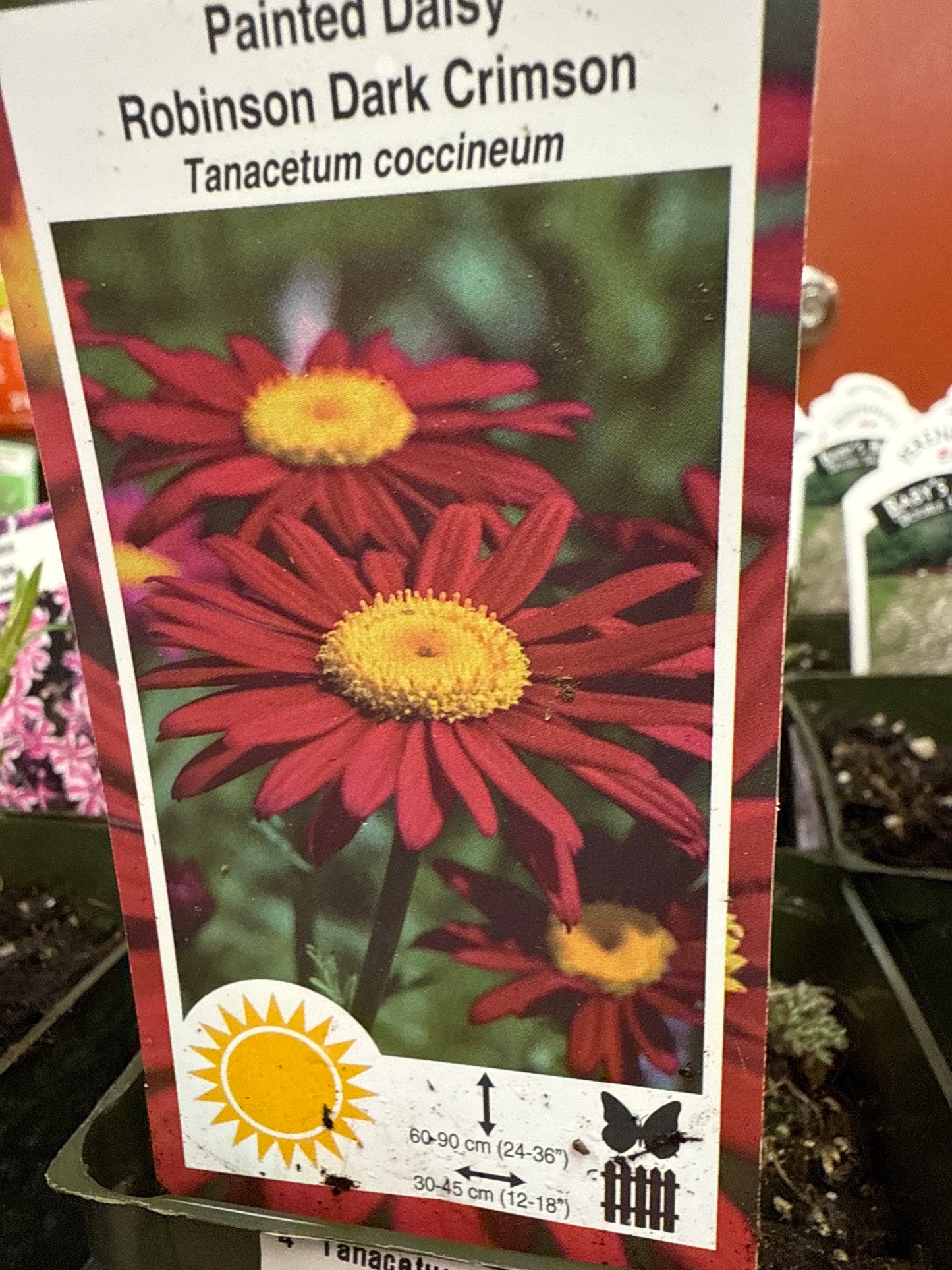 4" Tanacetum 'Tansy'