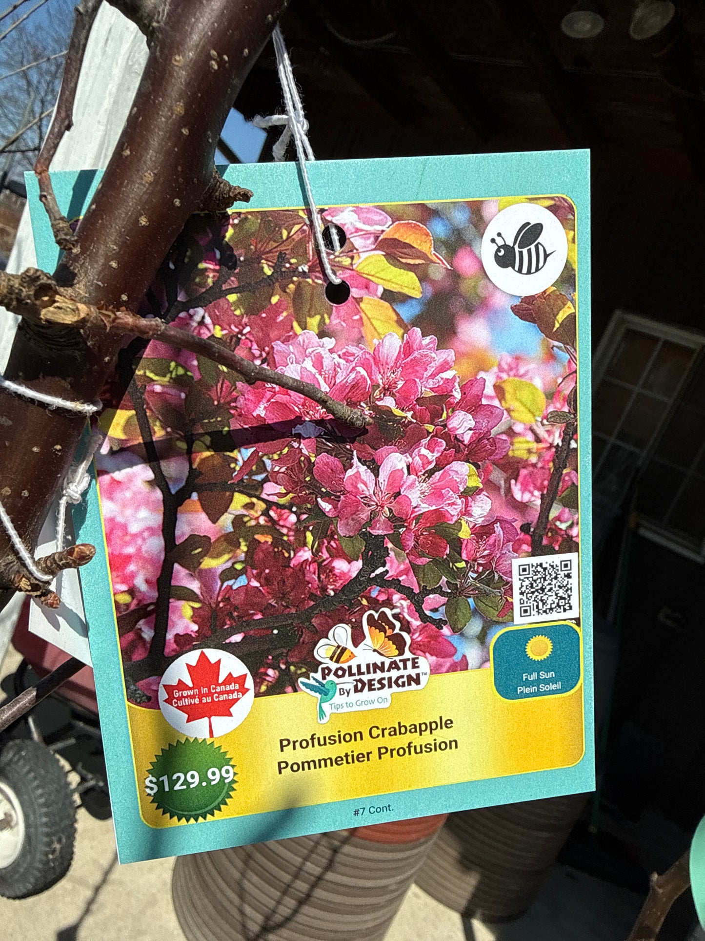 Crabapple 'Profusion' - 7 Gal