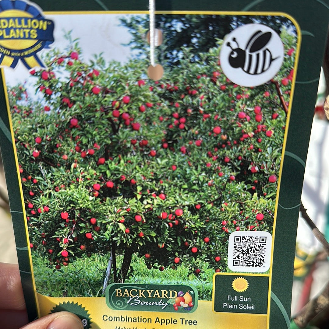 Apple Trees