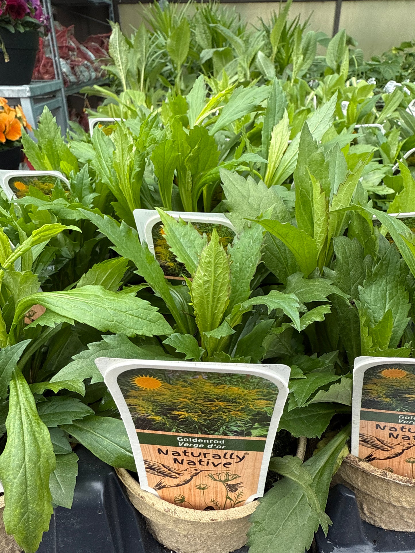 4" Canadian Goldenrod 'Solidago Canadensis'