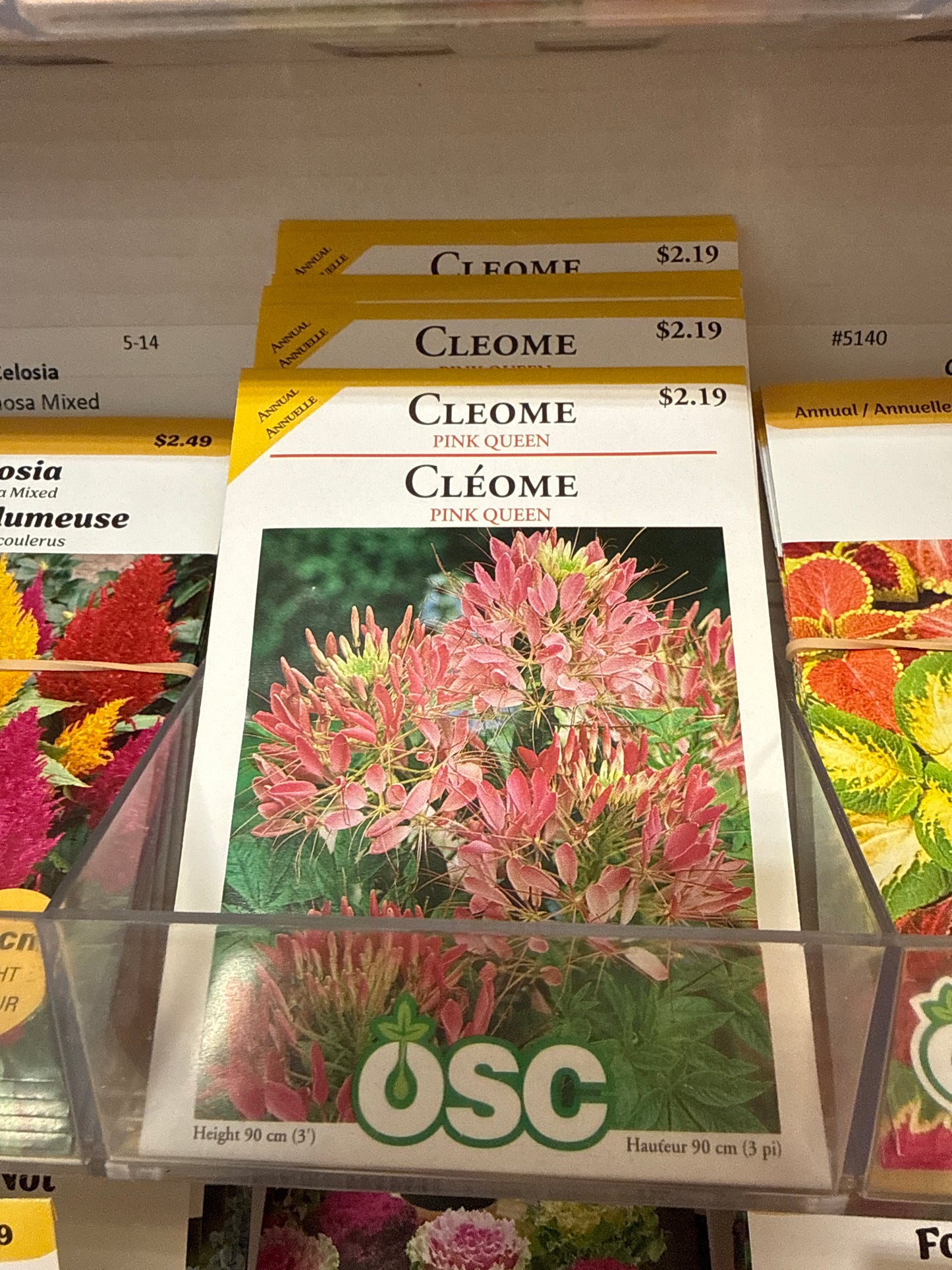 Seeds - Cleome 'Pink Queen'