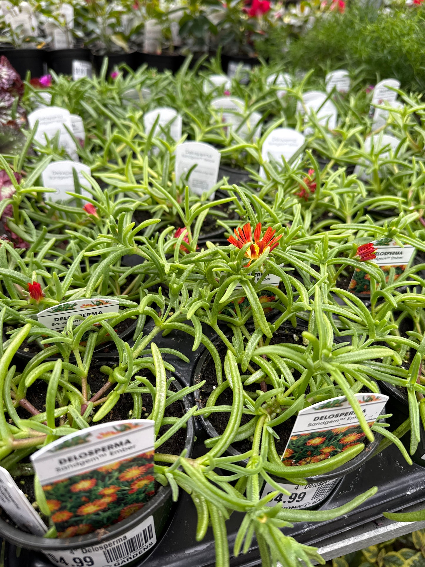4" Delosperma