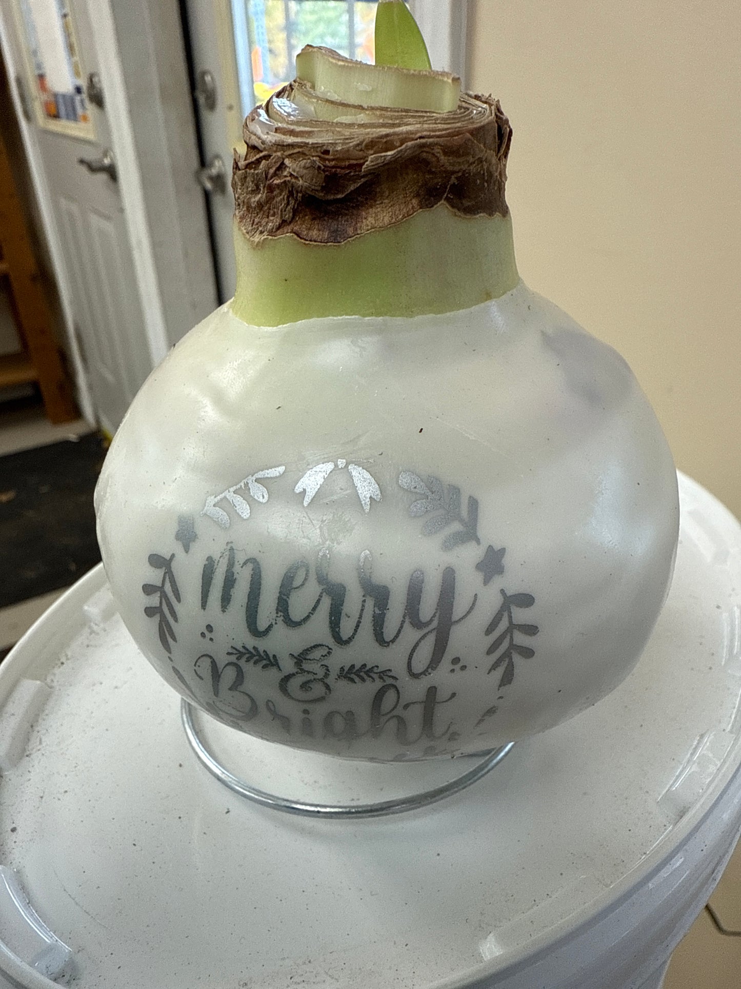 'Holiday Wishes' Amaryllis