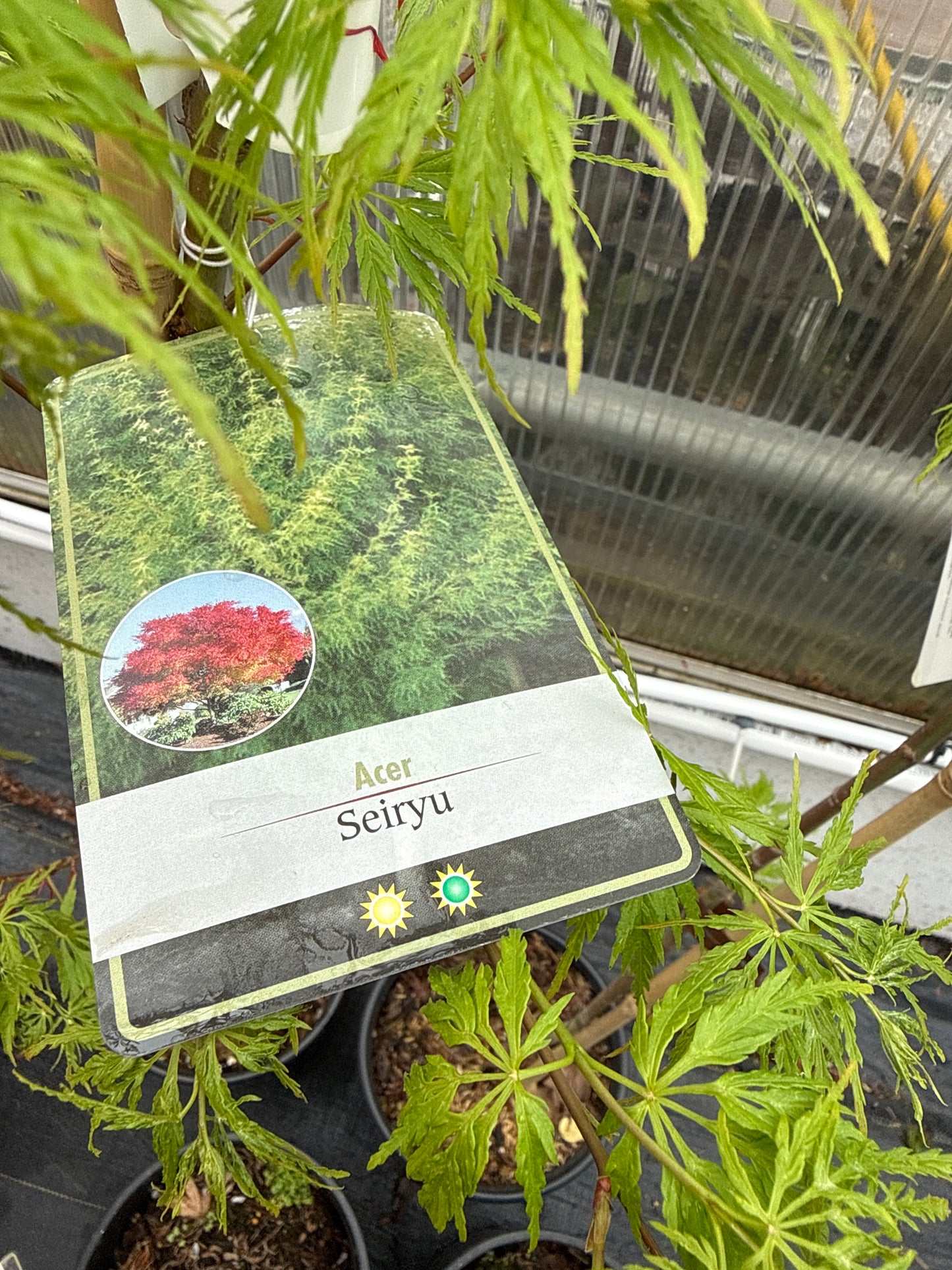 Seiryu Japanese Maple