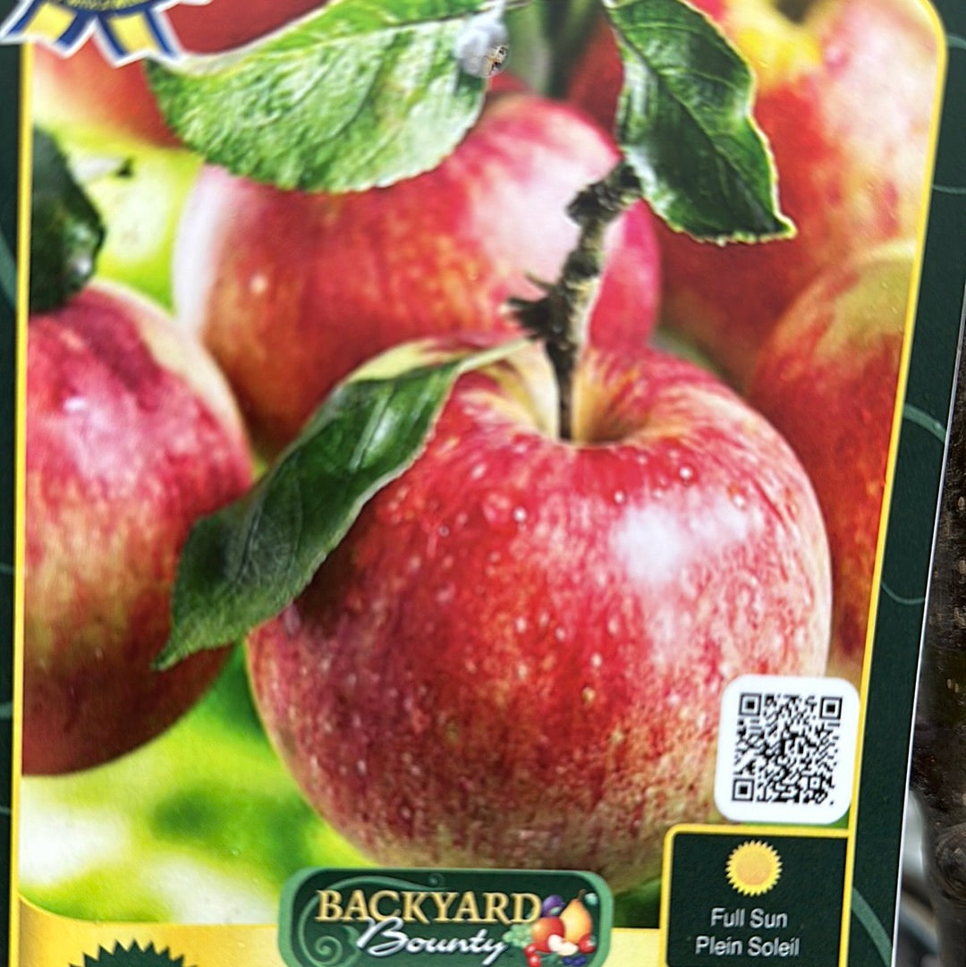 Apple Trees