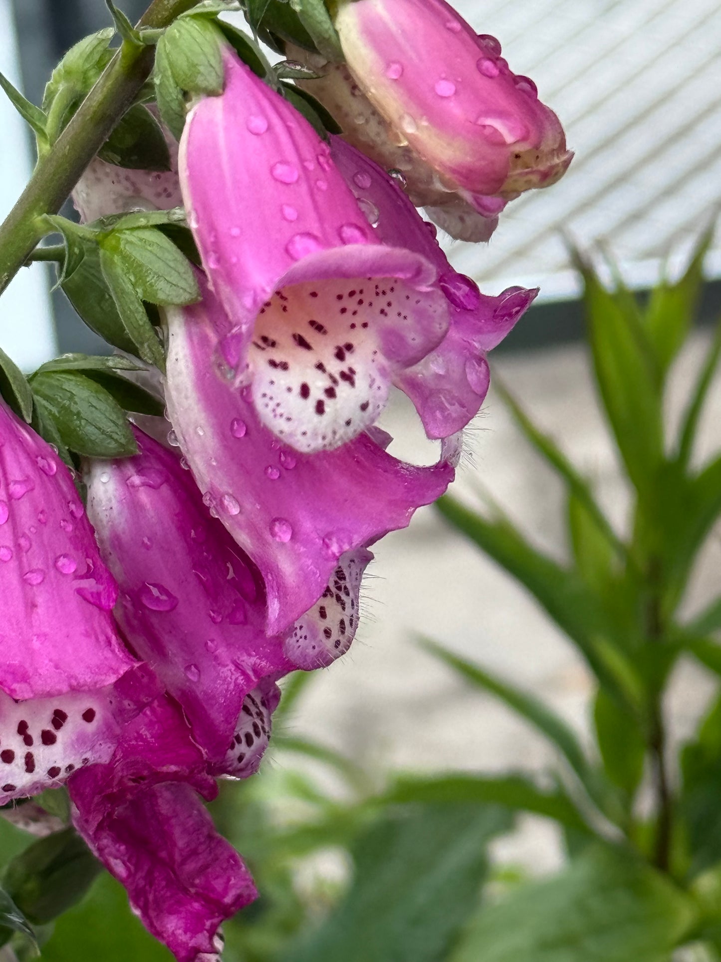 4" Foxglove 'Digitalis'
