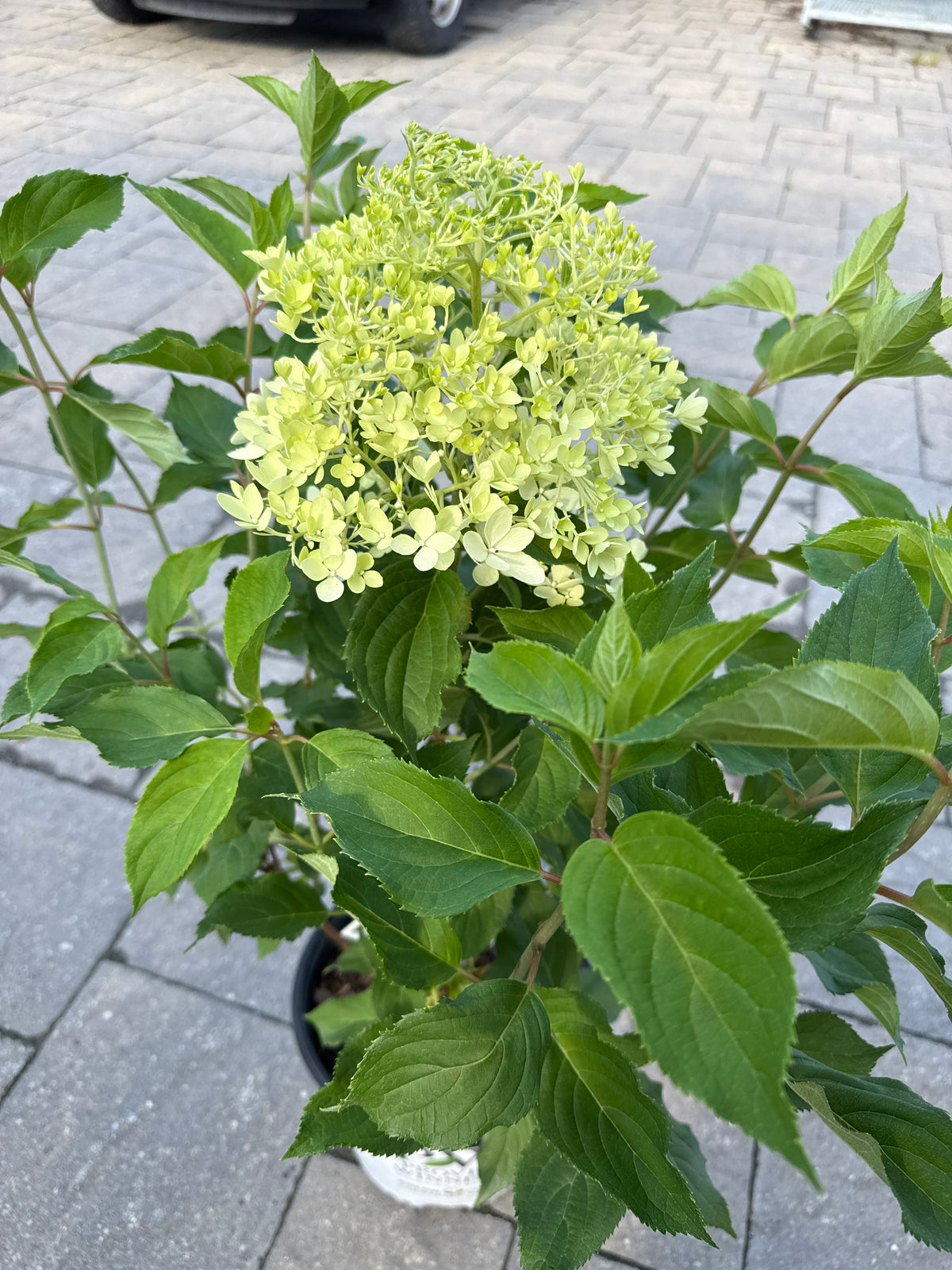 Puffer Fish Hydrangea